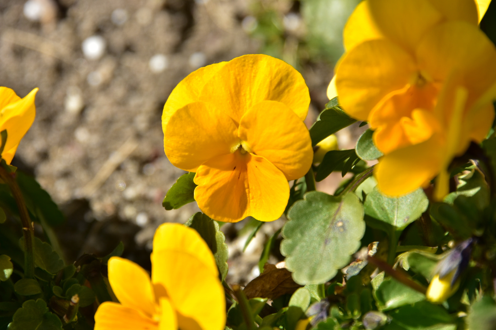 Nikon D7200 sample photo