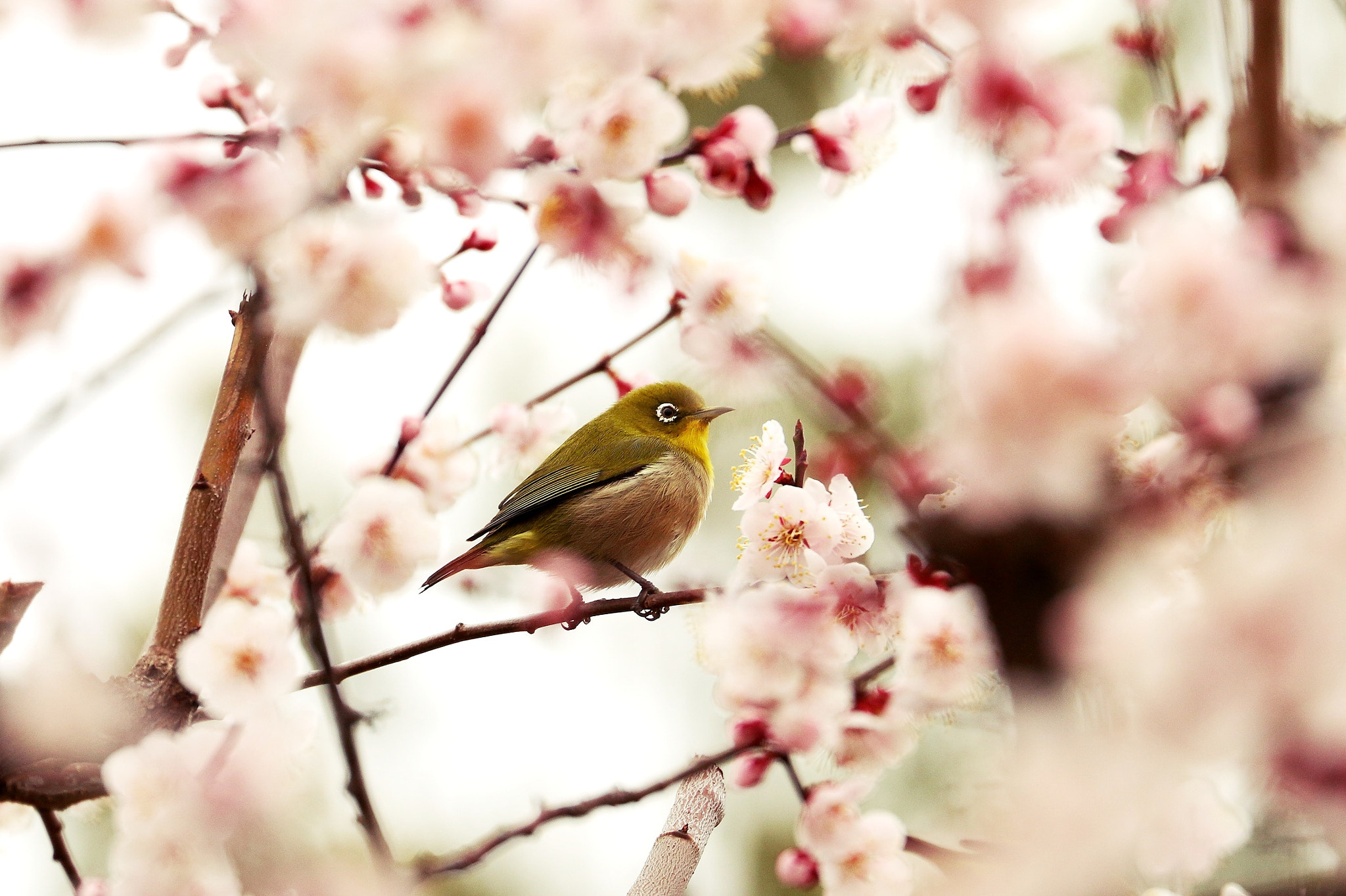 Canon EOS 70D + Canon EF 70-300mm F4-5.6L IS USM sample photo. Spring color photography