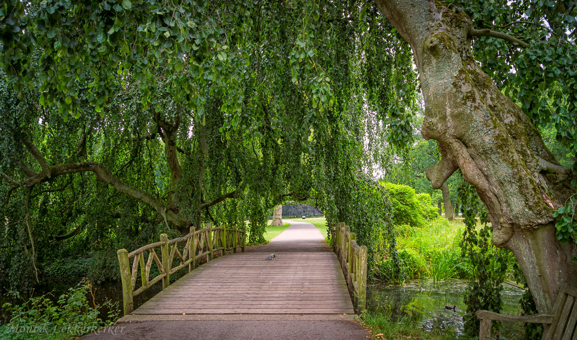 Sony Alpha DSLR-A500 + Sony DT 18-55mm F3.5-5.6 SAM sample photo. Weeping willow, castle de haar photography