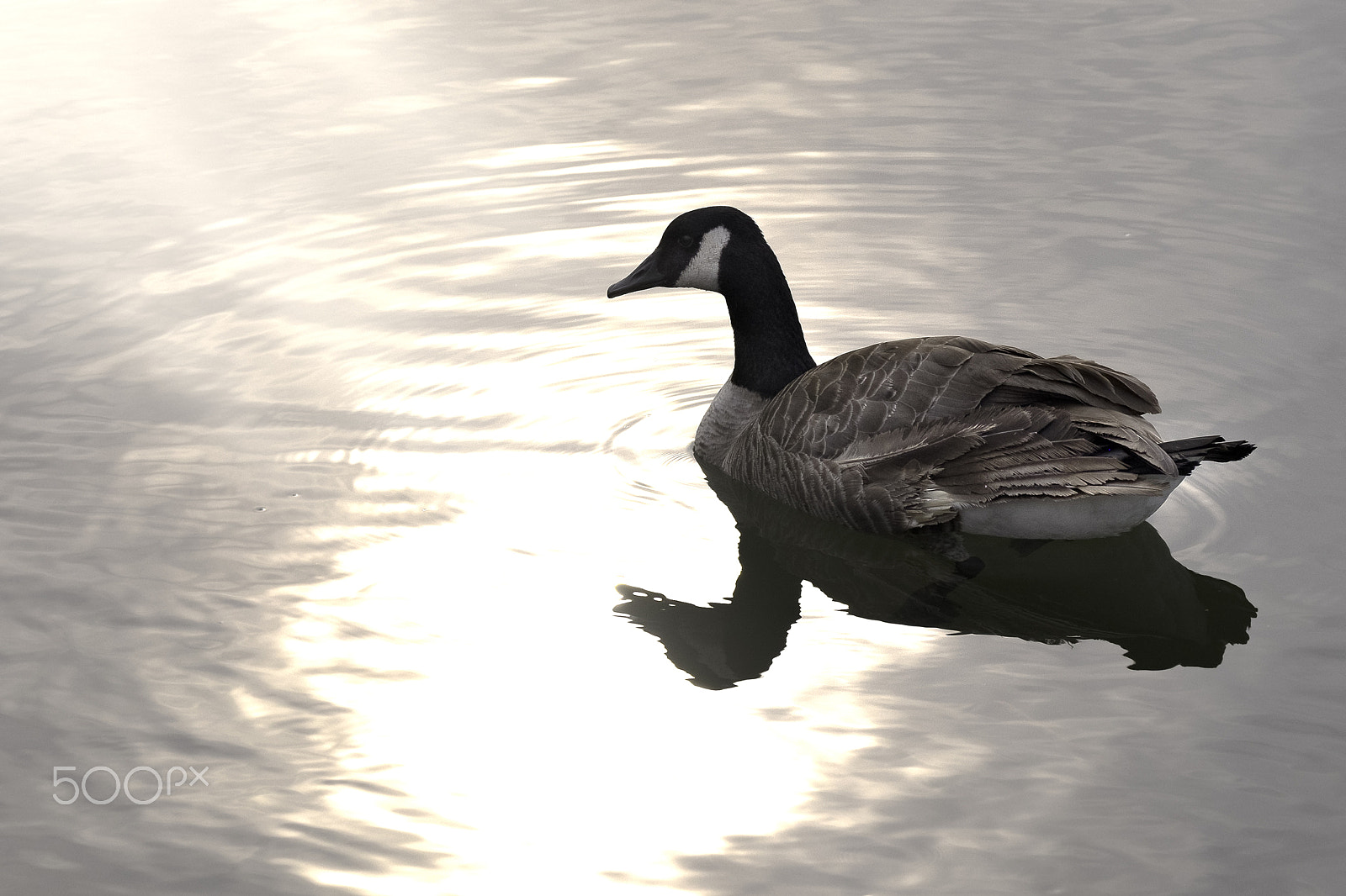 Fujifilm XF 55-200mm F3.5-4.8 R LM OIS sample photo. Canada goose photography