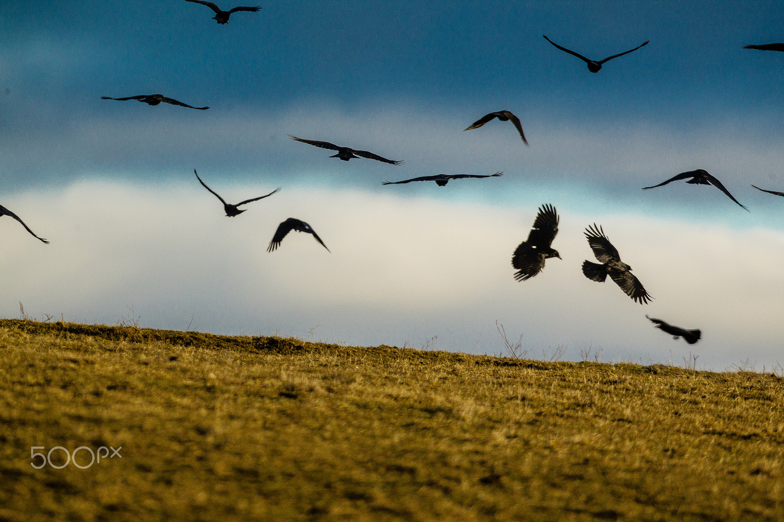Canon EOS-1D Mark IV + Canon EF 300mm F2.8L IS USM sample photo. Crows in the horizon photography