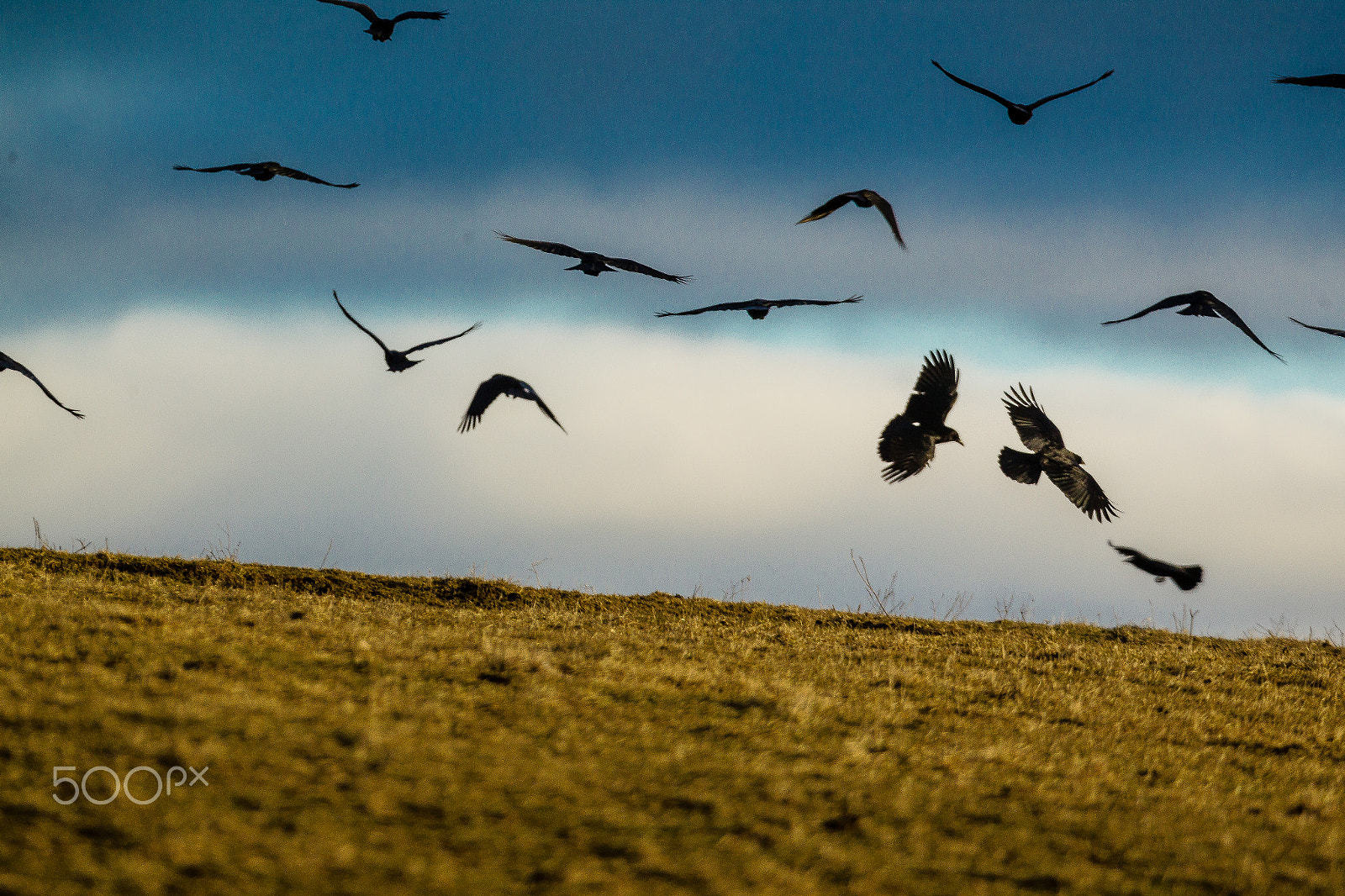 Canon EOS-1D Mark IV sample photo. Crows in the horizon photography