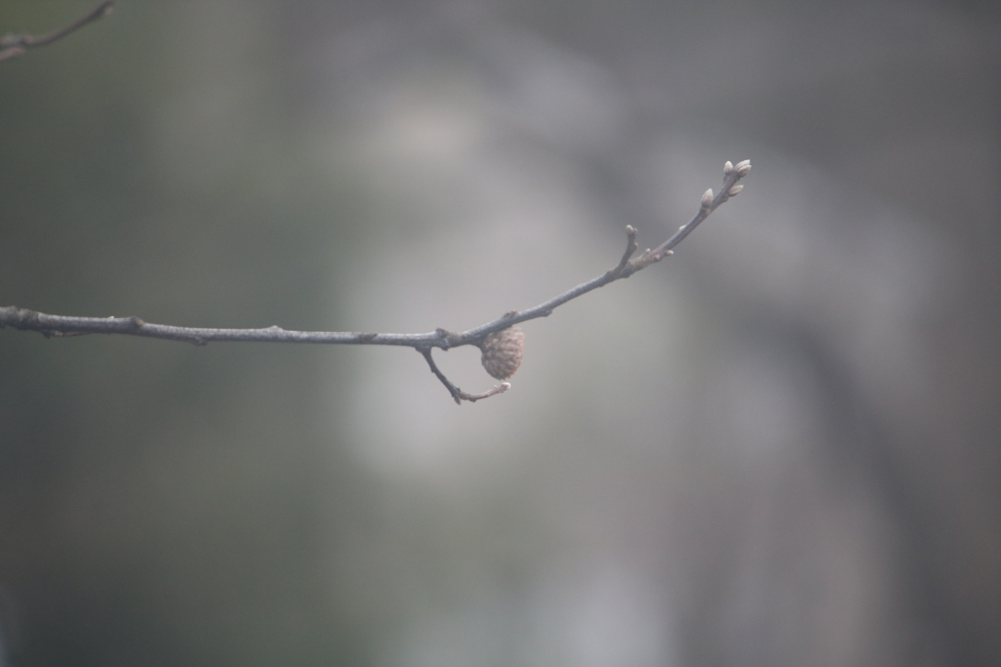 Canon EF-S 55-250mm F4-5.6 IS sample photo. Ready to spring  photography