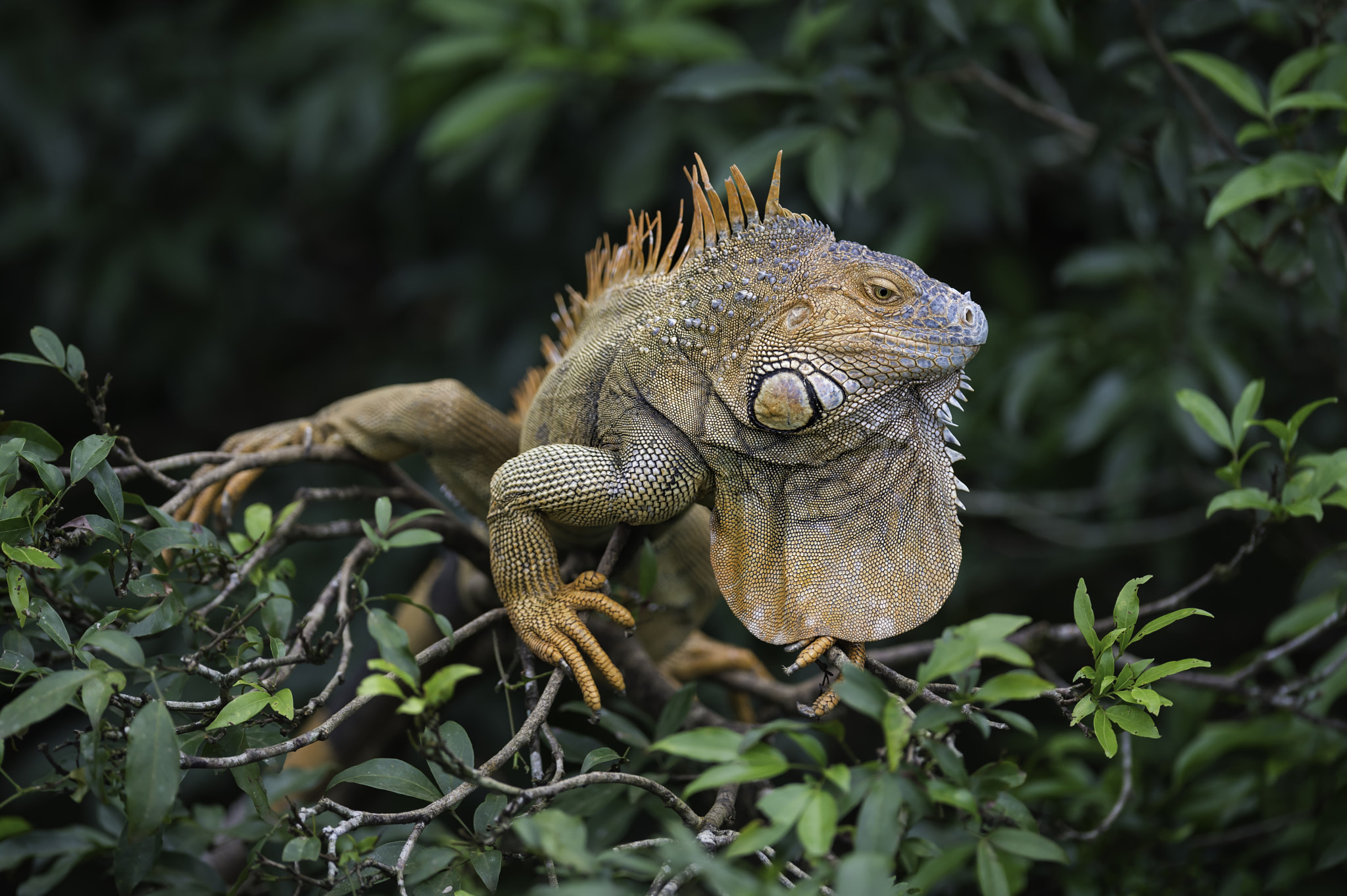 Nikon D4 + Nikon AF-S Nikkor 400mm F2.8G ED VR II sample photo. Green iguana photography