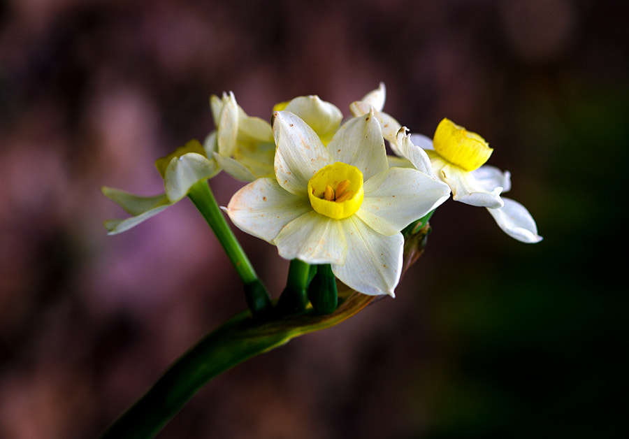 Pentax K20D sample photo. Flowers photography