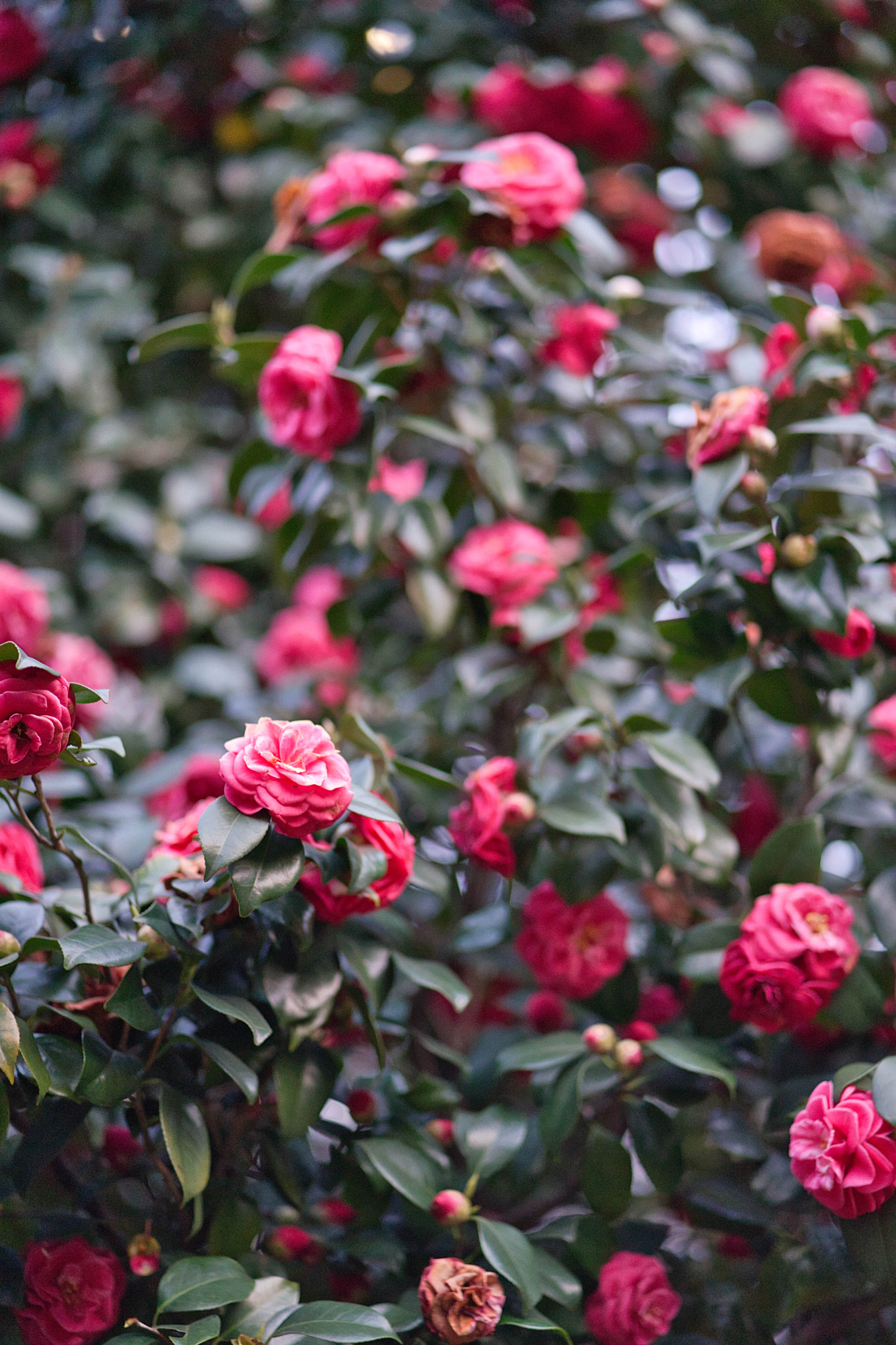 ZEISS Batis 85mm F1.8 sample photo. Flowers photography