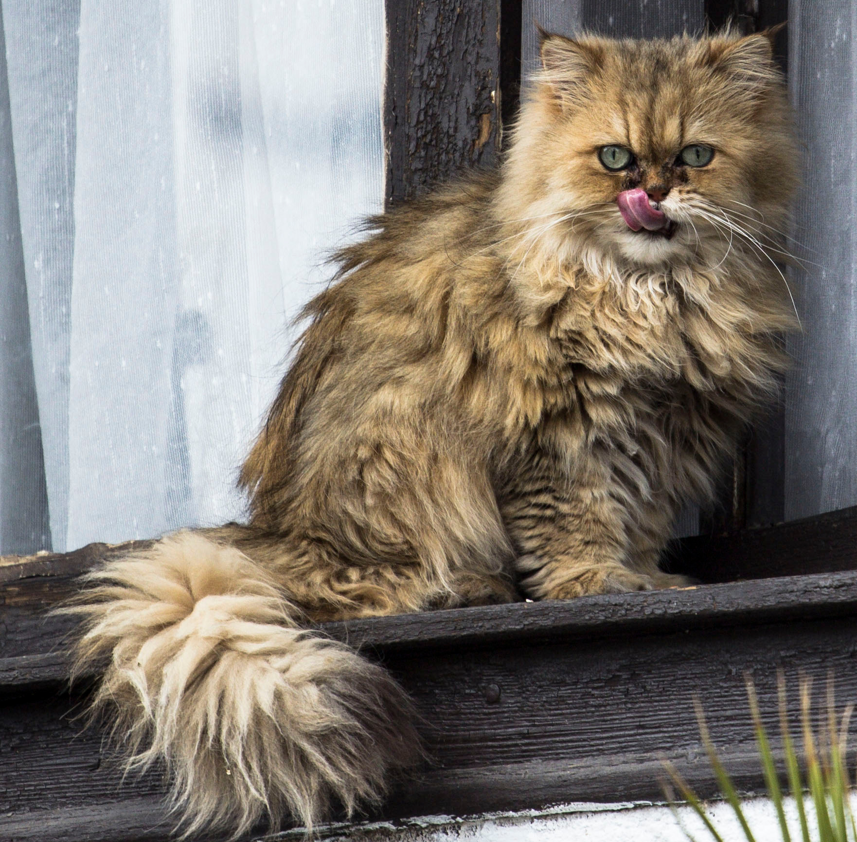 Canon EOS 60D + Canon EF 70-200mm F4L USM sample photo. Little garfield photography