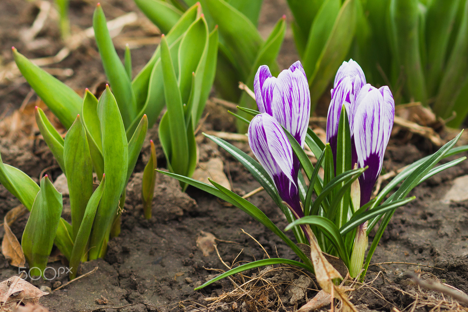 Canon EOS 600D (Rebel EOS T3i / EOS Kiss X5) + Canon EF 85mm F1.8 USM sample photo. Violet crocus on the flowerbed, soft focus background photography