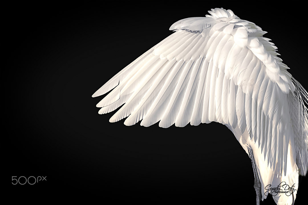 150-600mm F5-6.3 DG OS HSM | Contemporary 015 sample photo. Feathers galore photography