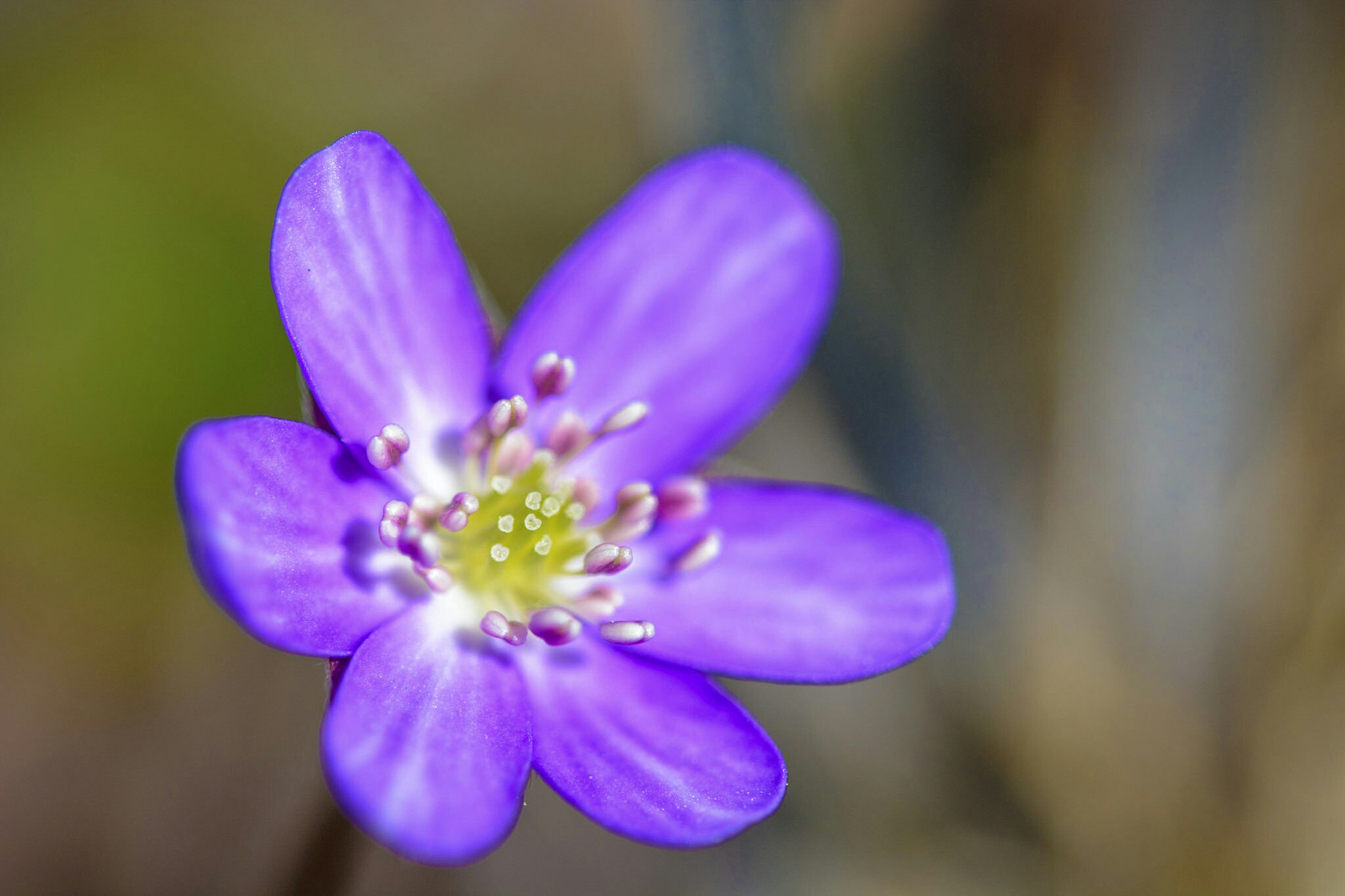 Nikon D7100 sample photo. Another blue photography