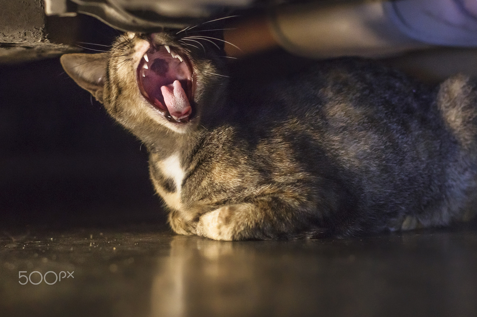 Canon EOS 70D + Canon EF 50mm F1.4 USM sample photo. Hey cat! open your mouth photography