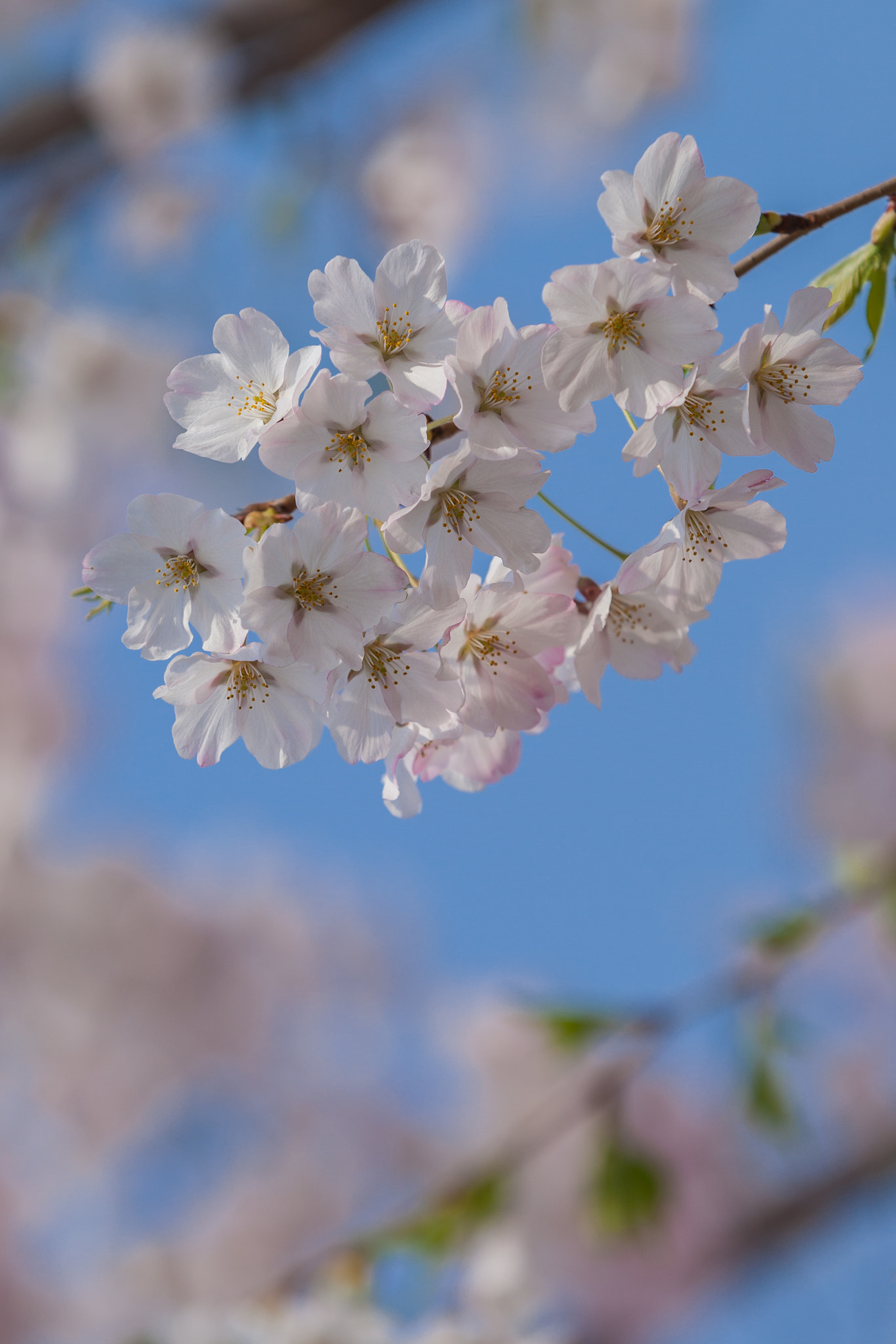 Canon EF 70-200mm F2.8L IS II USM sample photo