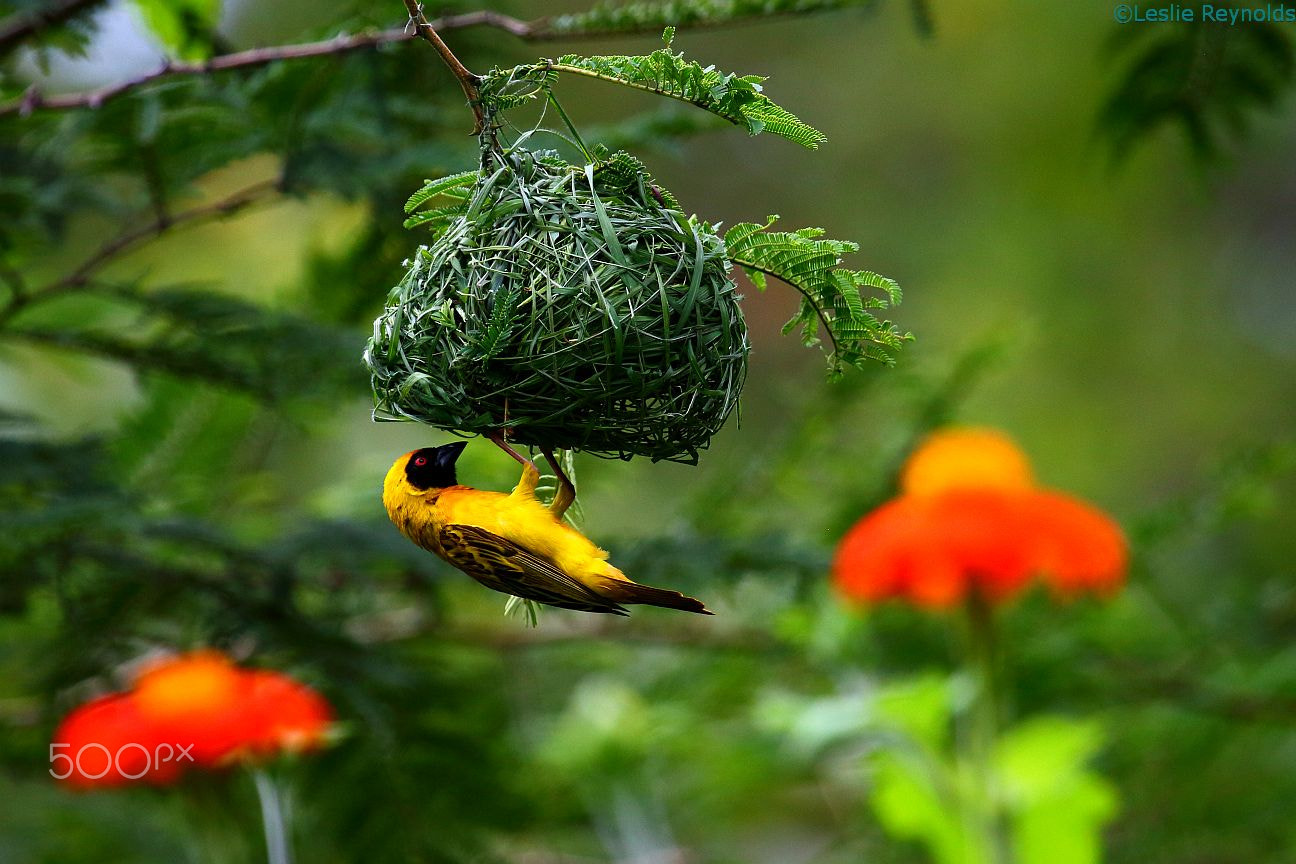 Canon EOS 700D (EOS Rebel T5i / EOS Kiss X7i) + Canon EF 100-400mm F4.5-5.6L IS USM sample photo. African masked weaver (ploceus velatus) nest building zambia photography