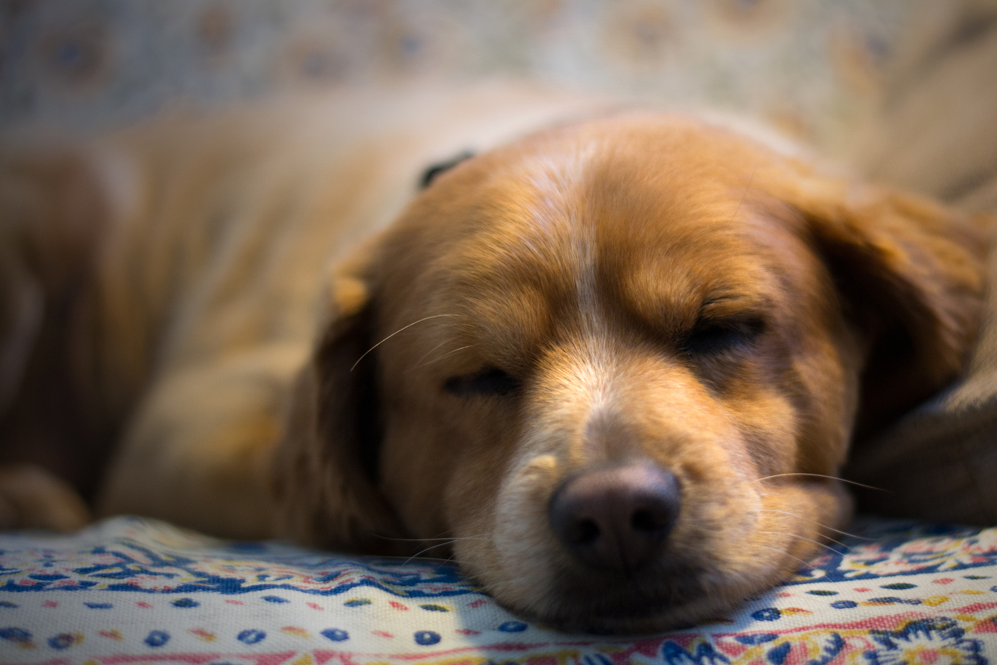 Nikon D3100 + Nikon AF-S Nikkor 50mm F1.8G sample photo. Ronfo photography