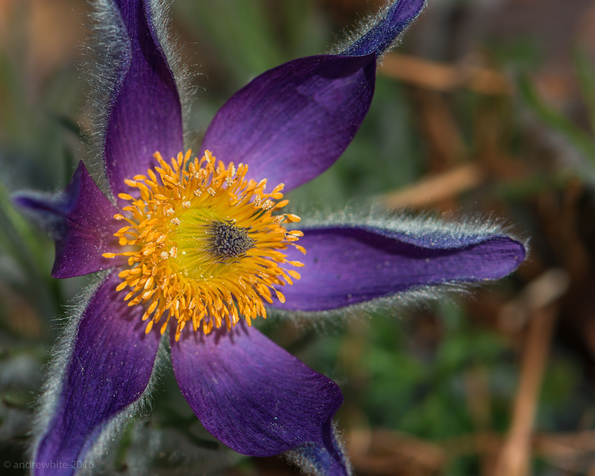Nikon AF-S Micro-Nikkor 105mm F2.8G IF-ED VR sample photo. Pasque flower photography