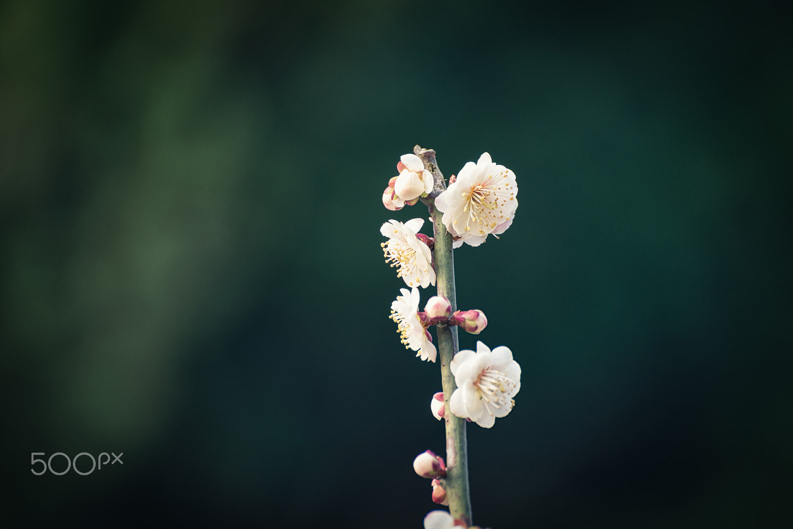 Nikon D800 sample photo. White plum blossoms photography