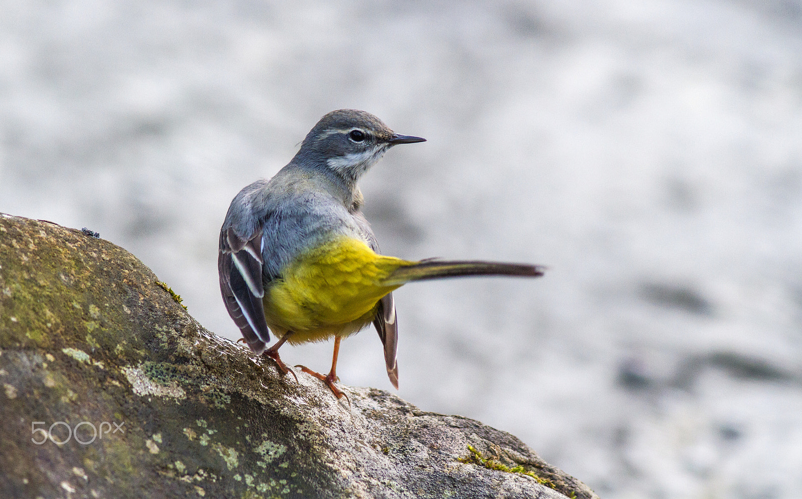 Canon EOS 7D + Canon EF 400mm F5.6L USM sample photo. Grey wagtail photography