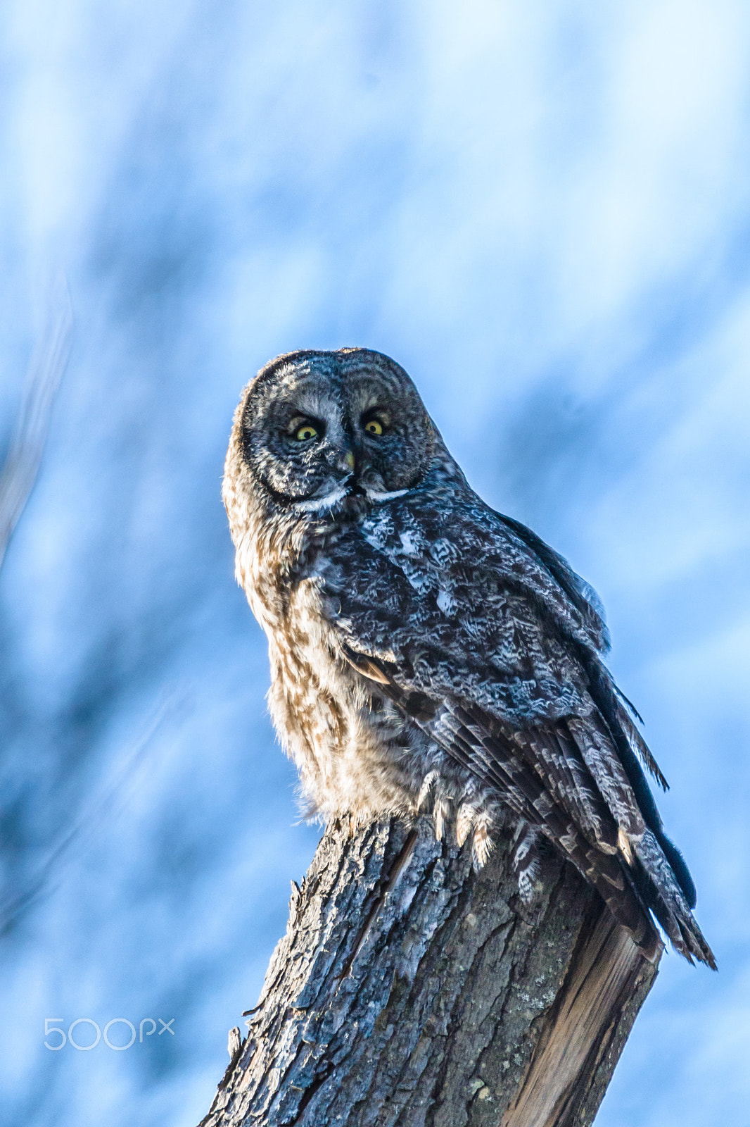 Nikon D610 sample photo. Great gray owl 2 photography