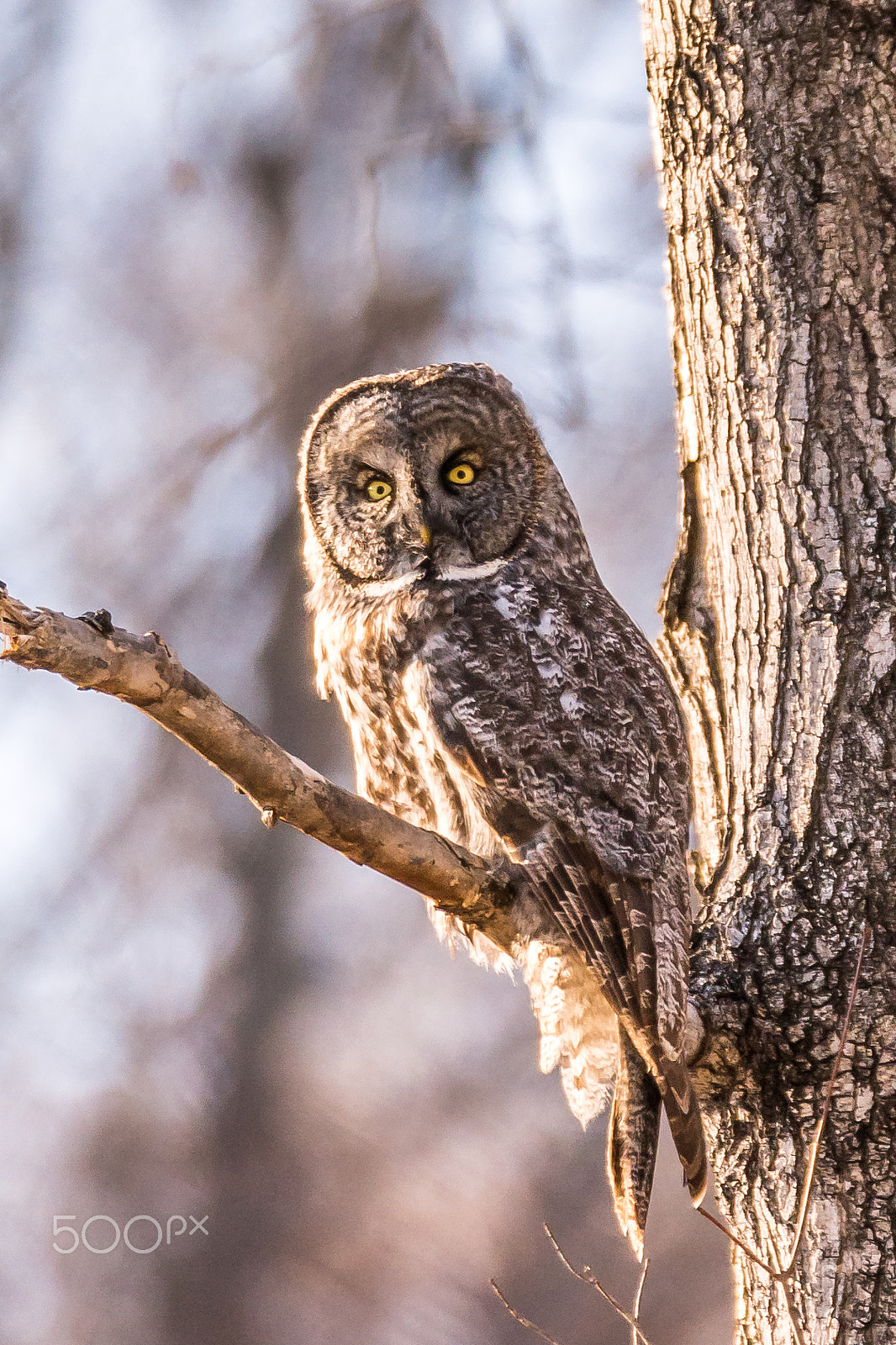 Nikon D610 sample photo. Great gray owl 1 photography
