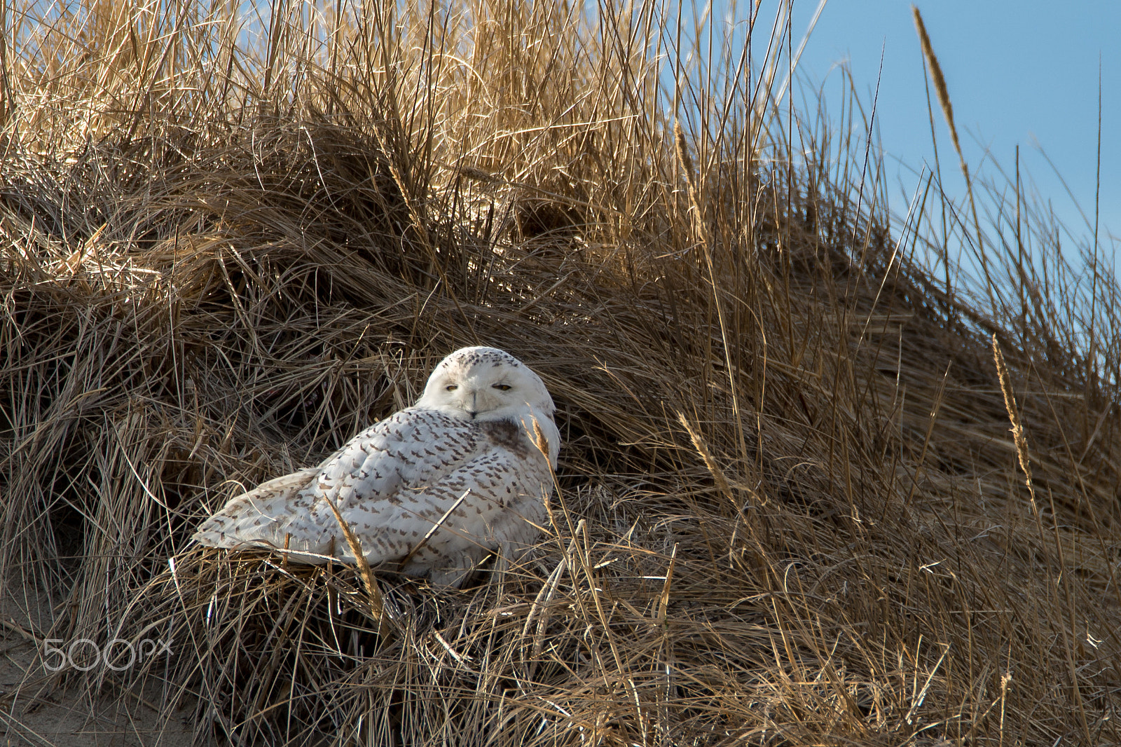 Nikon D610 sample photo. Snowy owl seabrook photography