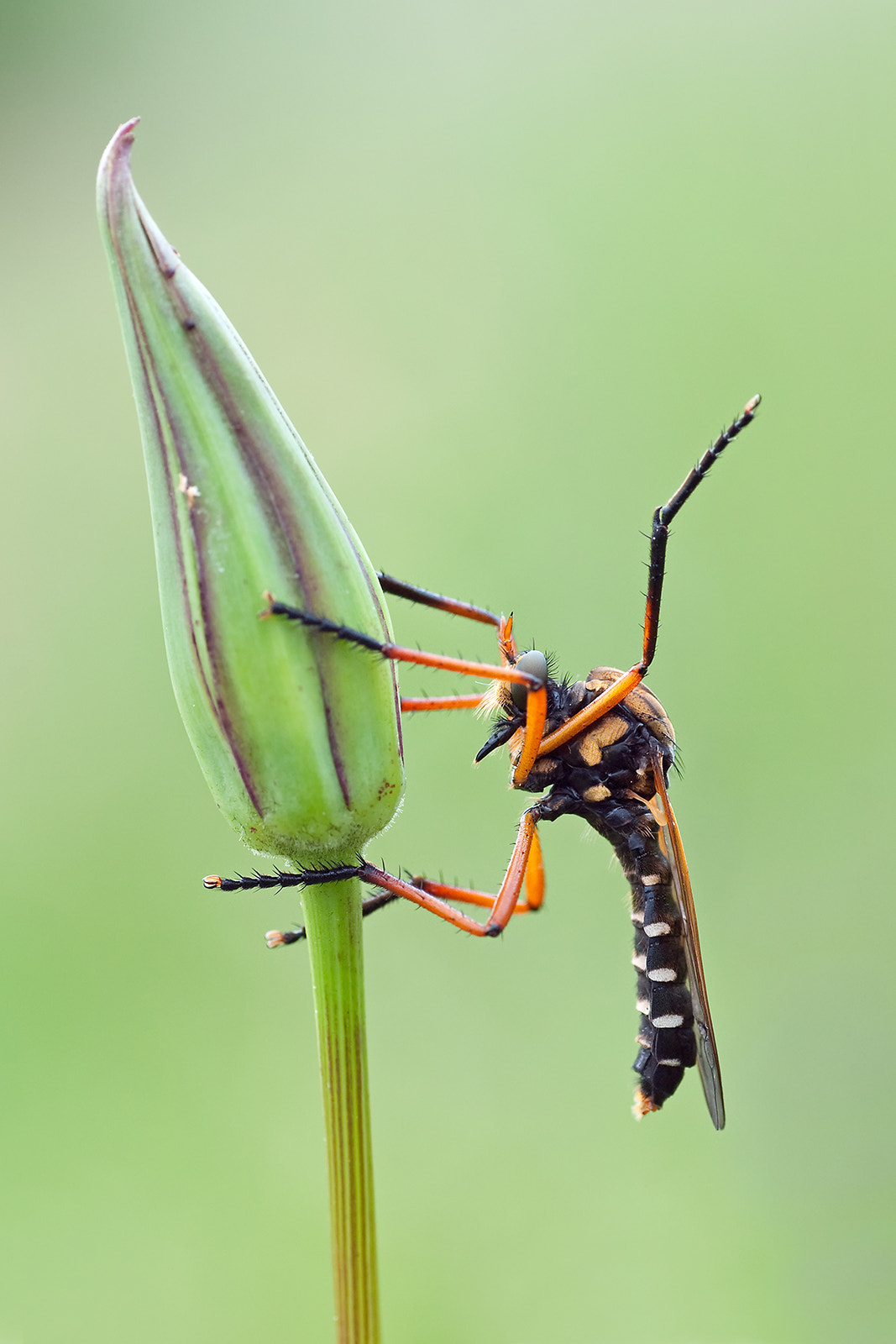 Sony Alpha DSLR-A700 + Tamron SP AF 90mm F2.8 Di Macro sample photo. Yoga... photography