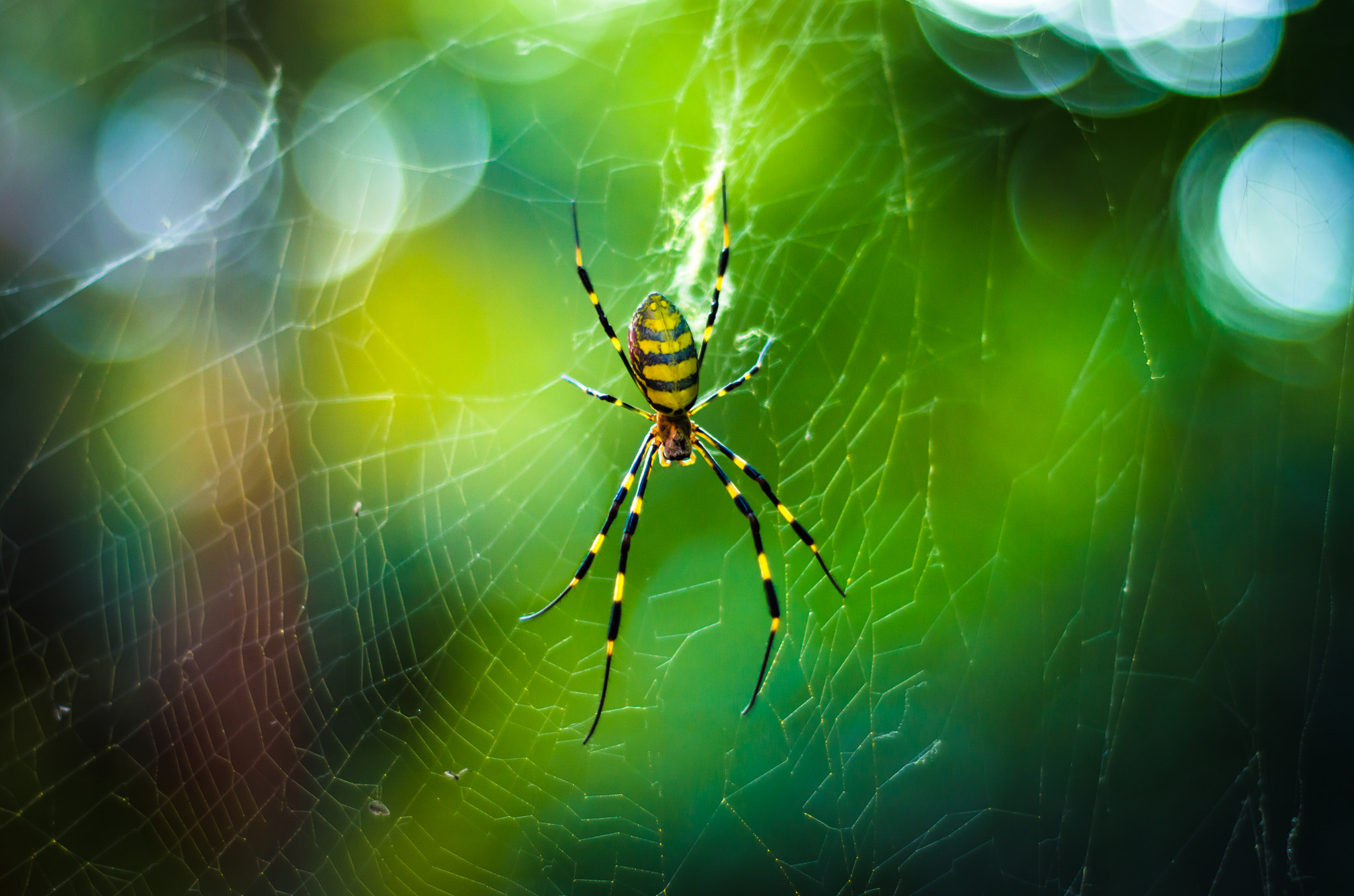 Nikon D5100 + Nikon AF Nikkor 50mm F1.8D sample photo. Nephila clavata photography