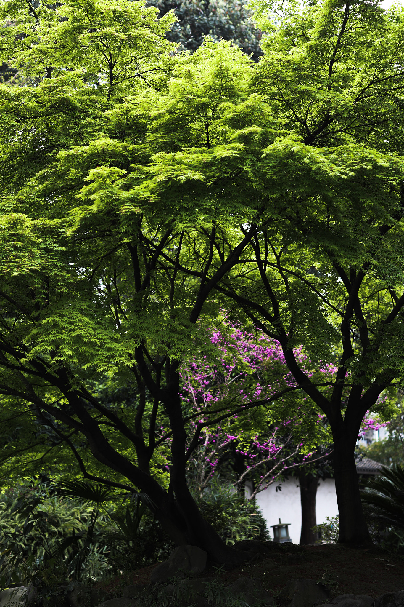 Canon EF 85mm F1.2L II USM sample photo. Spring park 04 photography