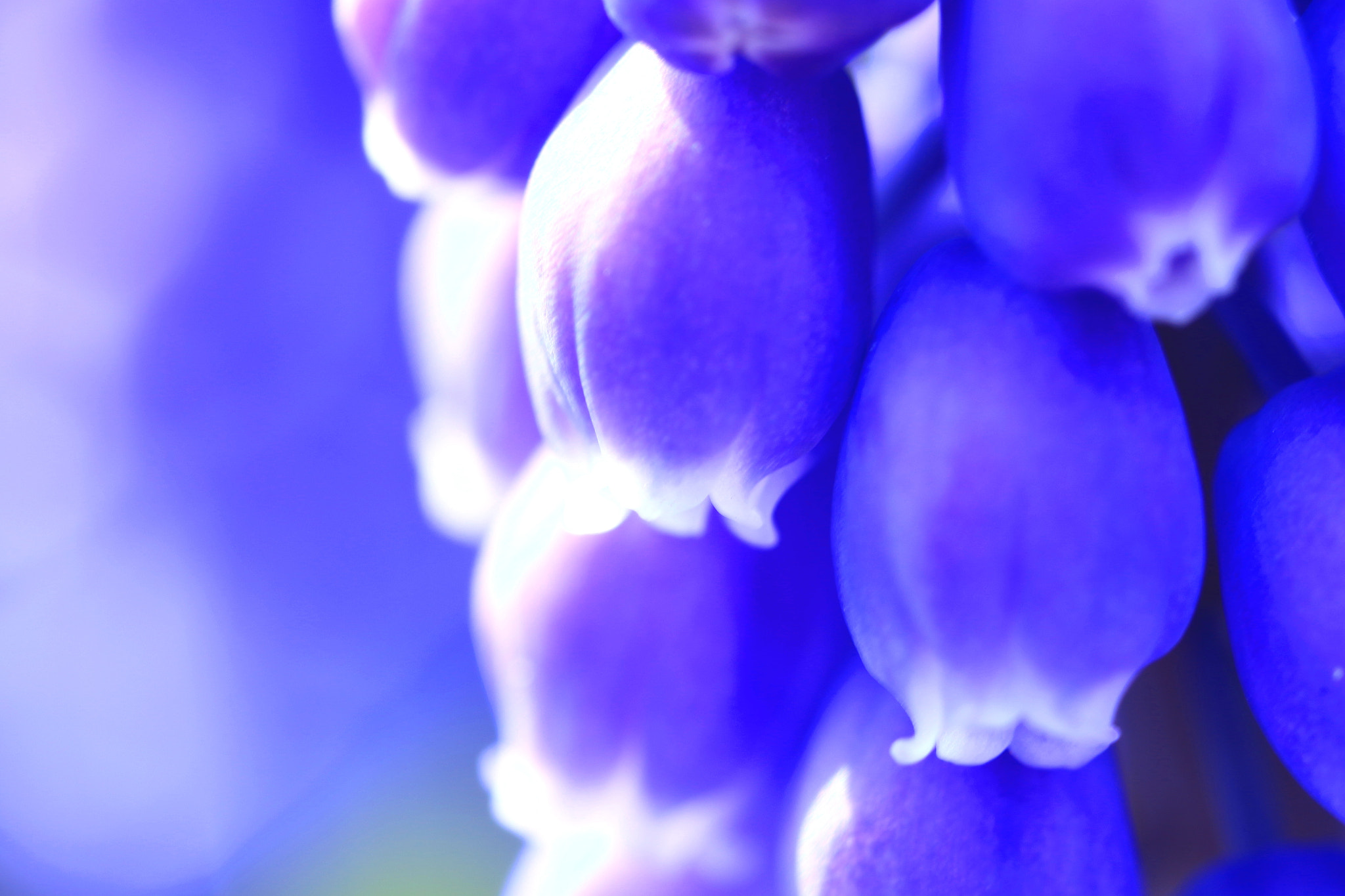 Canon MP-E 65mm F2.5 1-5x Macro Photo sample photo. Muscri photography