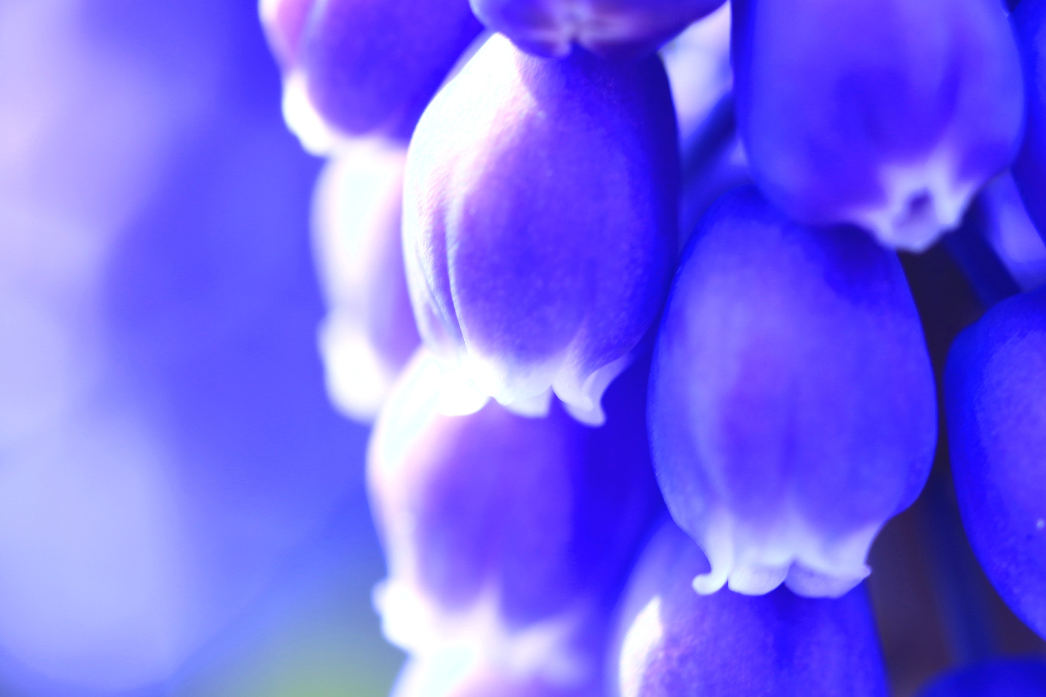 Canon MP-E 65mm F2.5 1-5x Macro Photo sample photo. Muscri photography