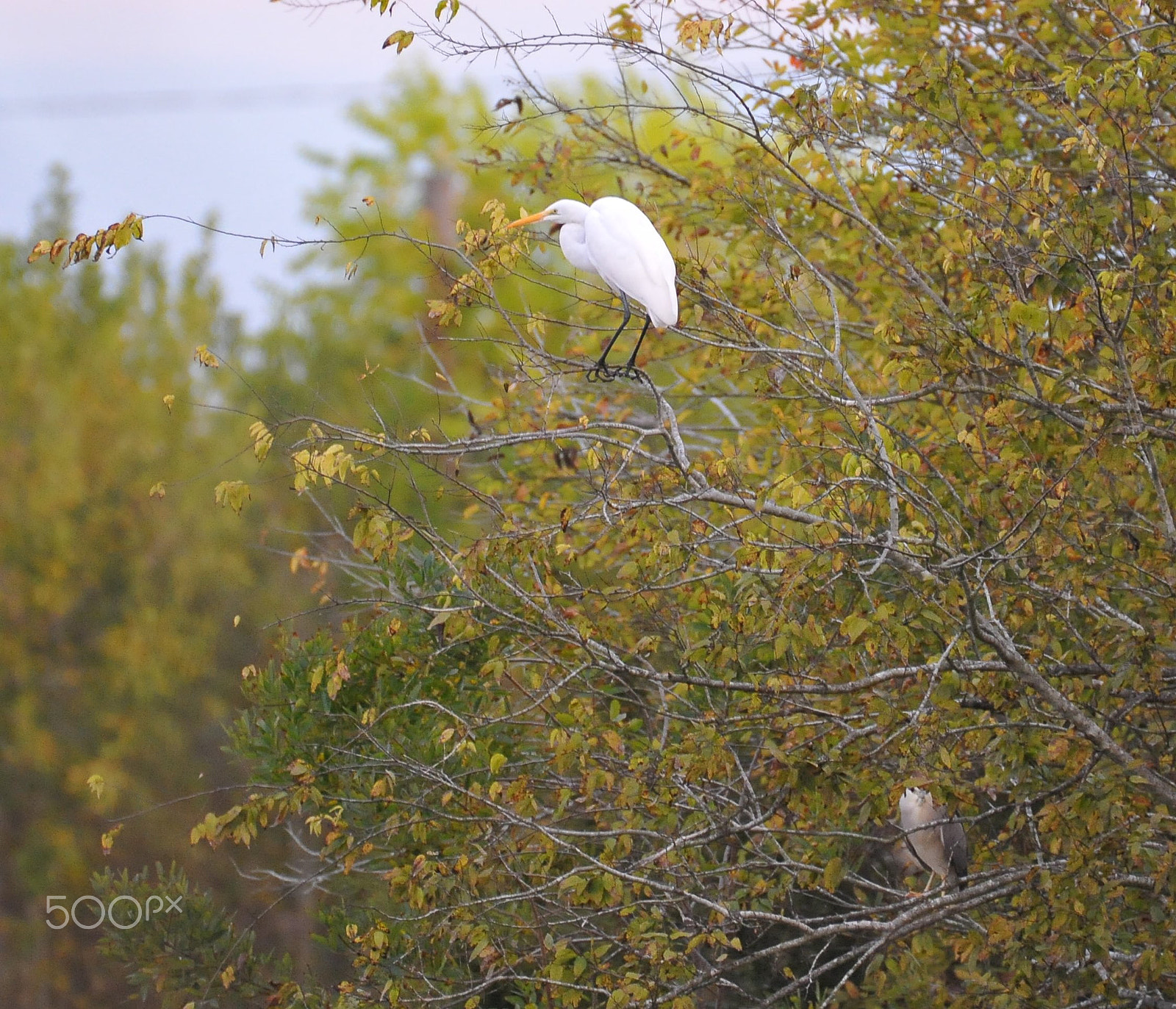 Nikon AF-S Nikkor 200-500mm F5.6E ED VR sample photo. Dsc photography