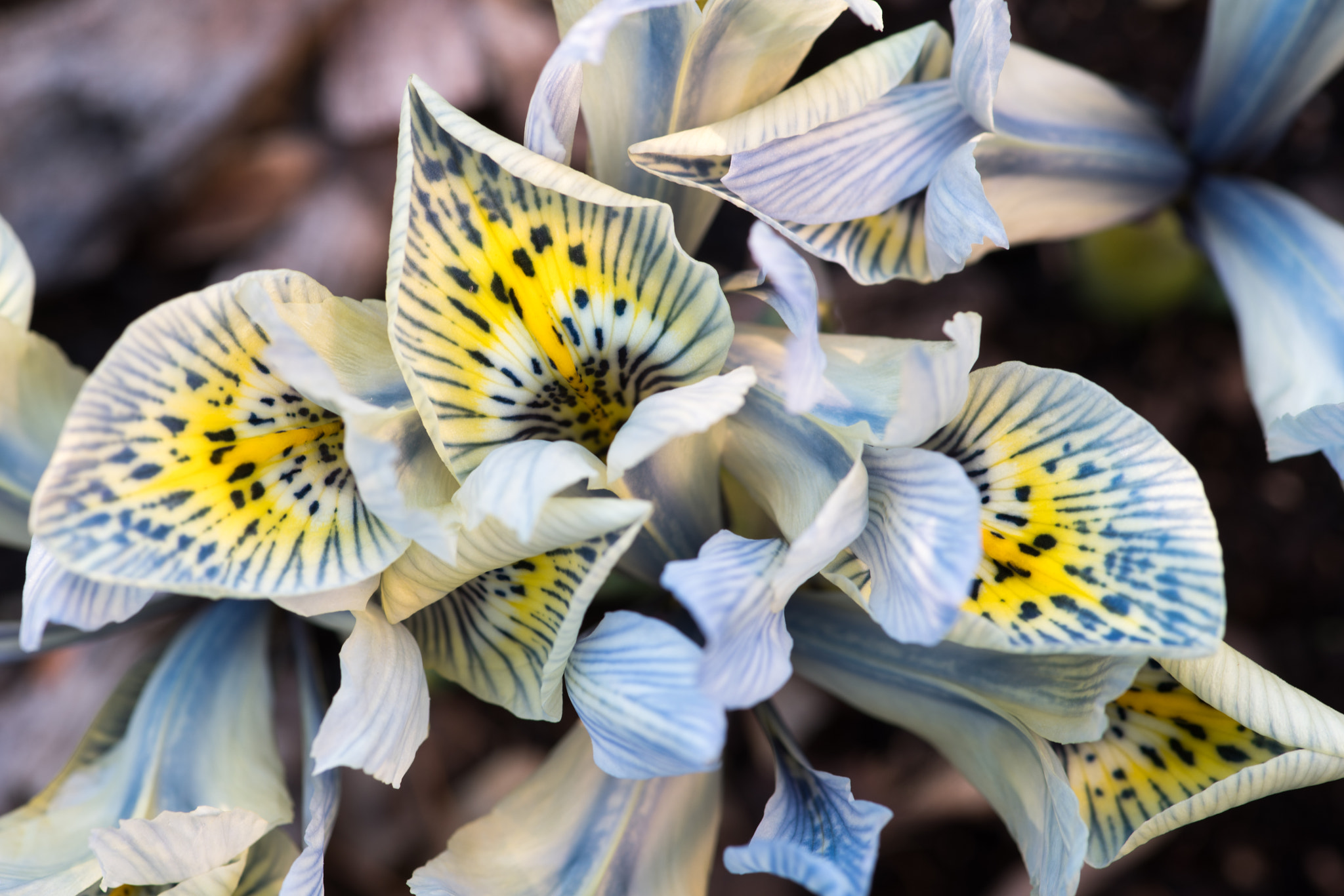 Pentax K-1 sample photo. First flowers of spring photography