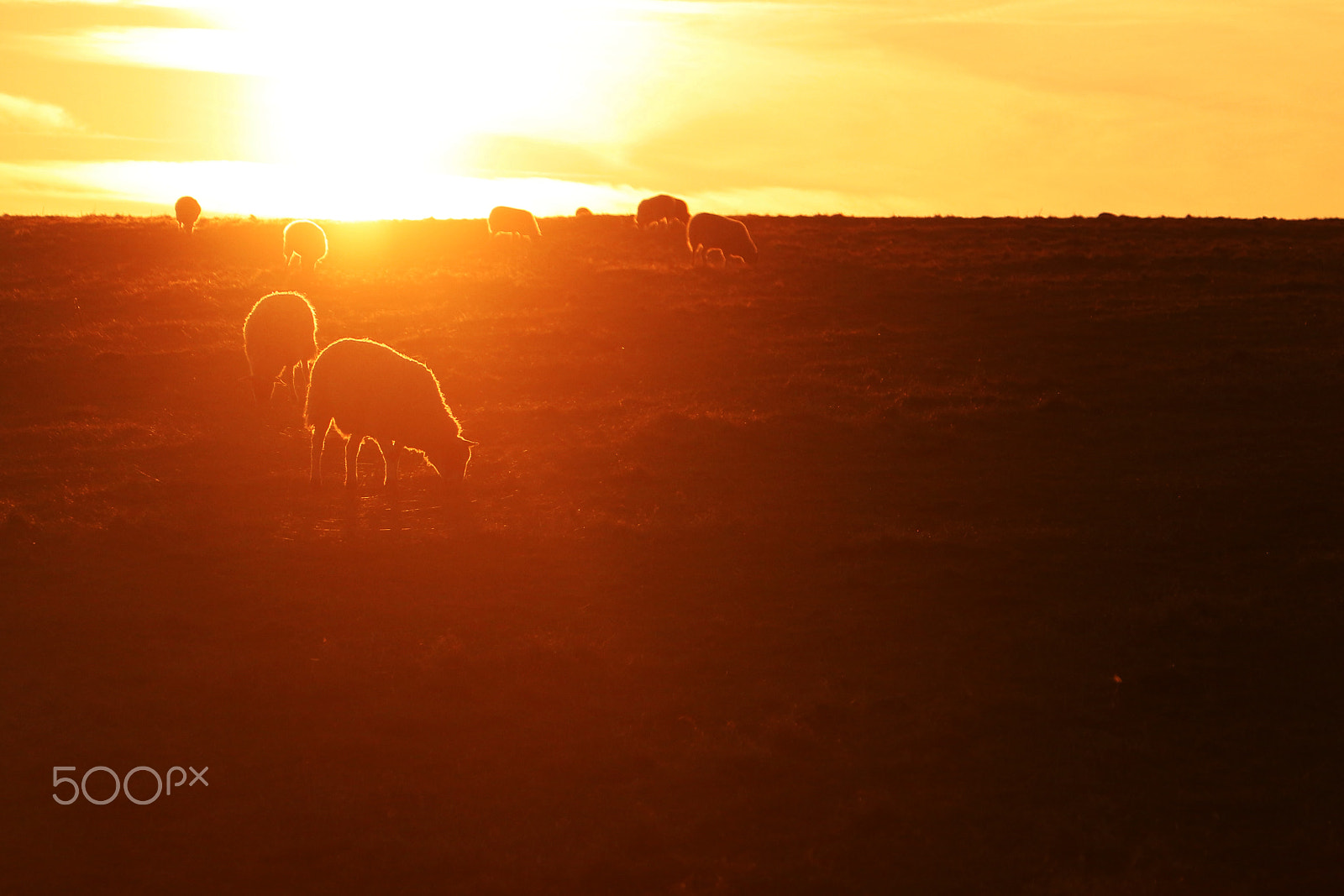Canon EOS 100D (EOS Rebel SL1 / EOS Kiss X7) sample photo. Sheep photography