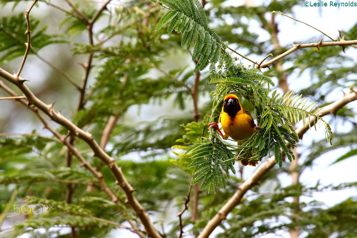 Canon EOS 700D (EOS Rebel T5i / EOS Kiss X7i) + Canon EF 100-400mm F4.5-5.6L IS USM sample photo. African masked weaver (ploceus velatus) in acacia zambia photography