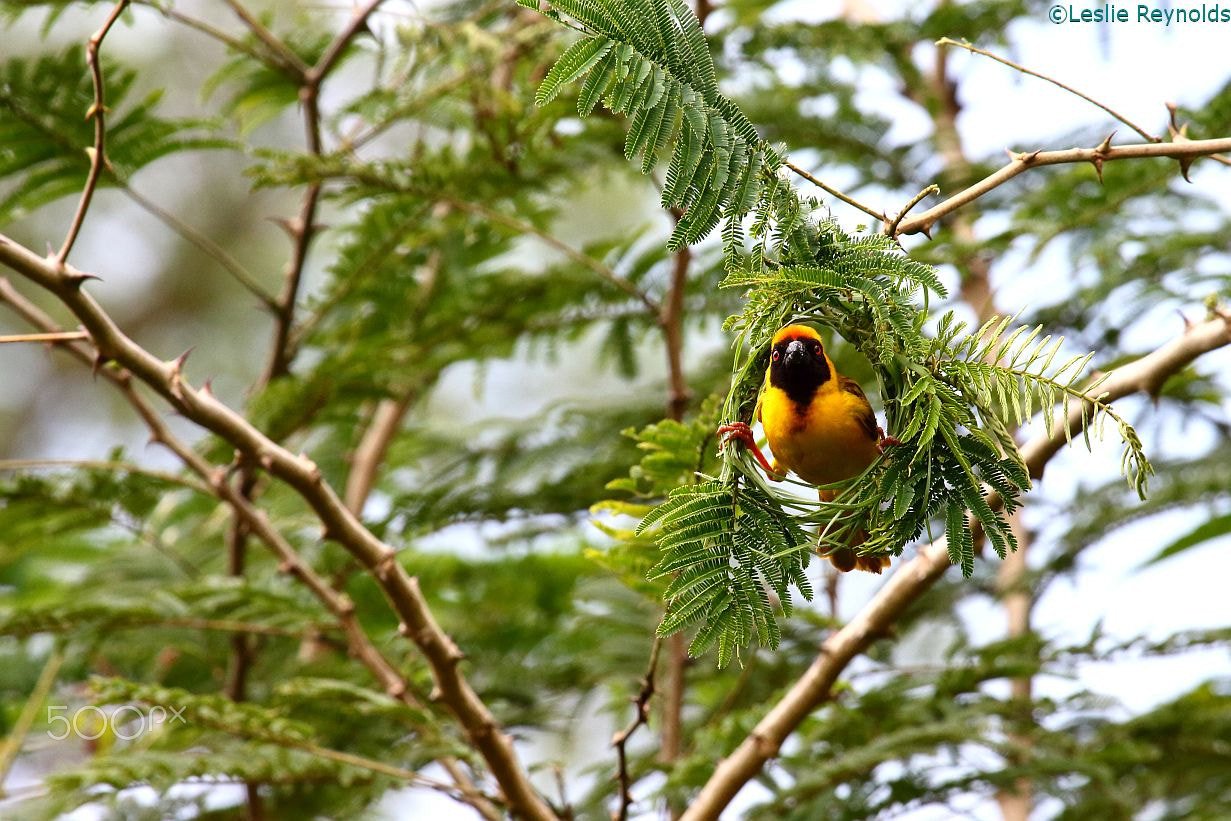 Canon EF 100-400mm F4.5-5.6L IS USM sample photo. African masked weaver (ploceus velatus) in acacia zambia photography