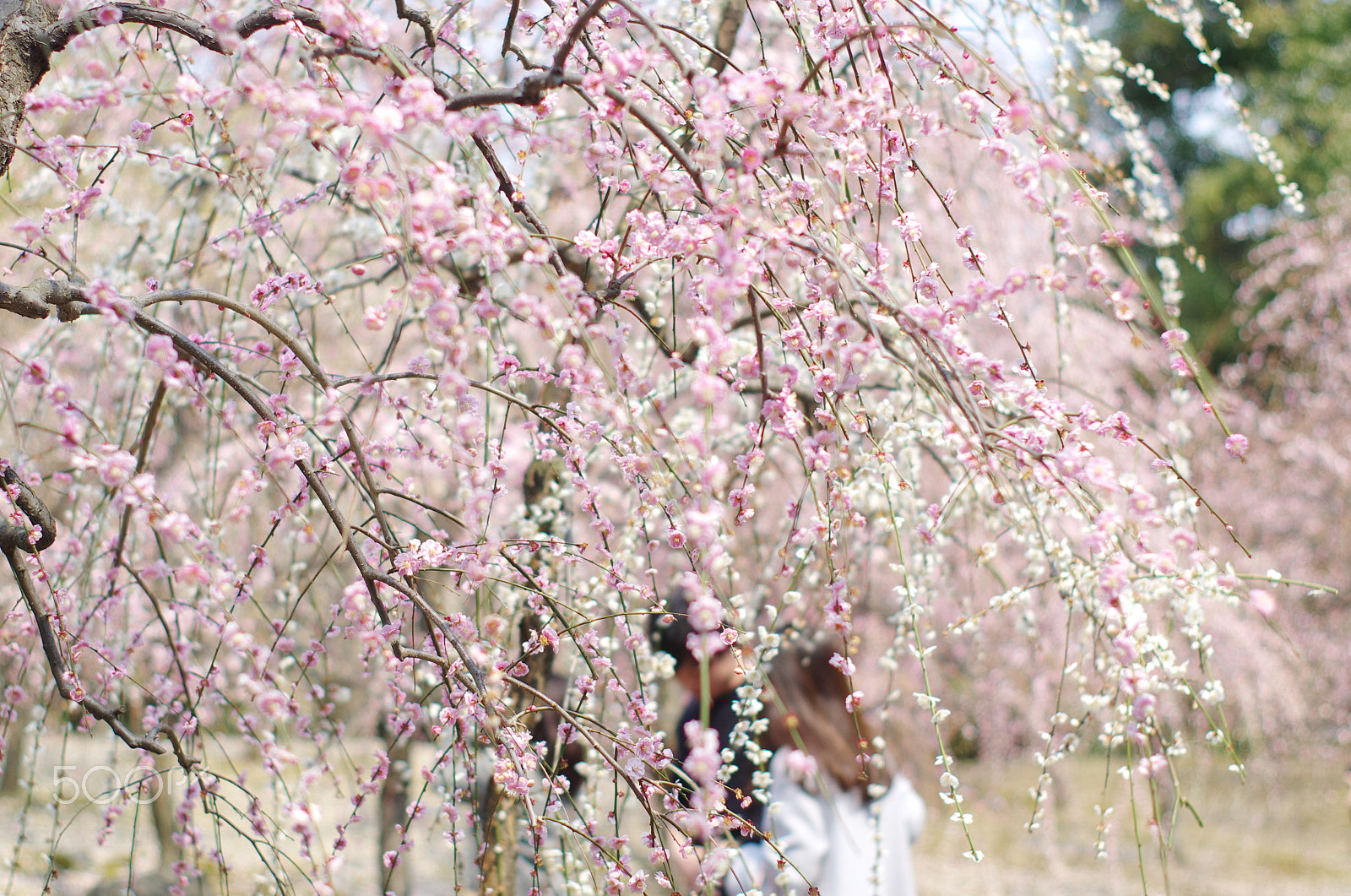 Pentax K-5 IIs + Pentax smc FA 50mm F1.4 sample photo. Spring showers photography