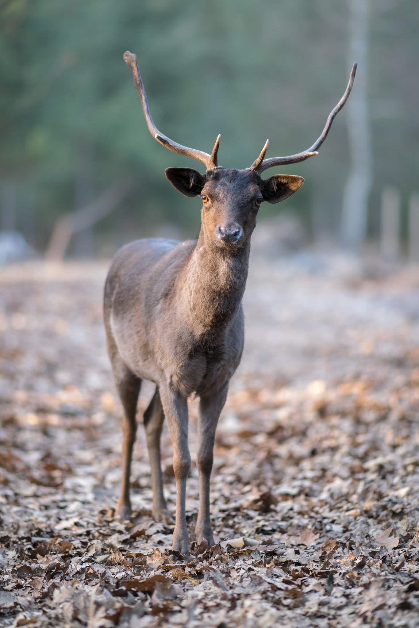 Sony a99 II + Sony Sonnar T* 135mm F1.8 ZA sample photo. Encounter photography