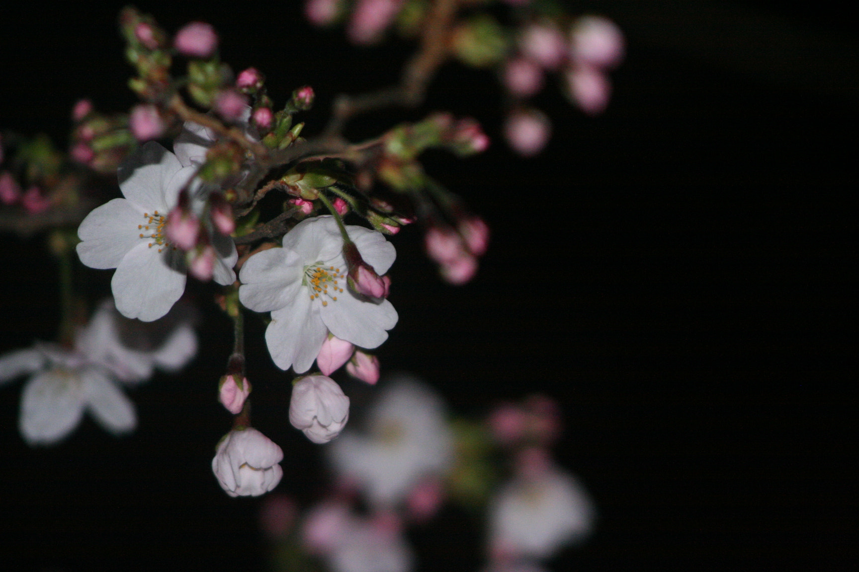 Canon EOS 350D (EOS Digital Rebel XT / EOS Kiss Digital N) sample photo. Cherry blossom photography