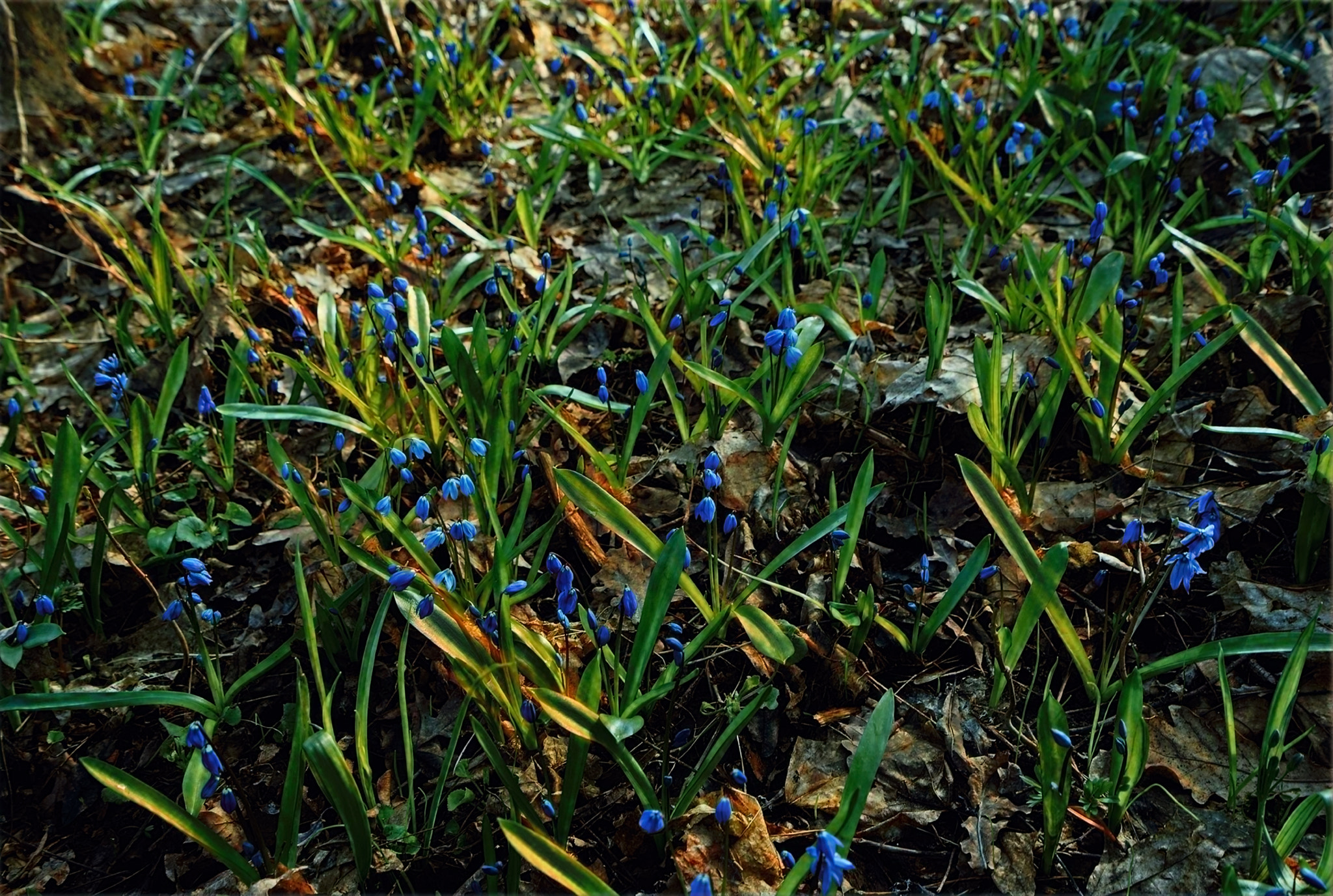 Sony a7R + Sony Vario-Tessar T* FE 16-35mm F4 ZA OSS sample photo. Spring flowers photography