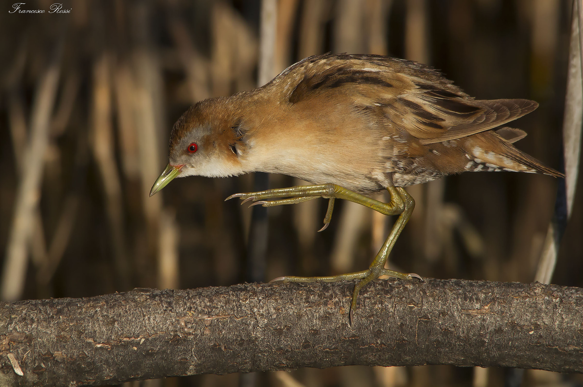 Canon EOS 7D + Sigma 150-500mm F5-6.3 DG OS HSM sample photo. Little crake, schiribilla  photography