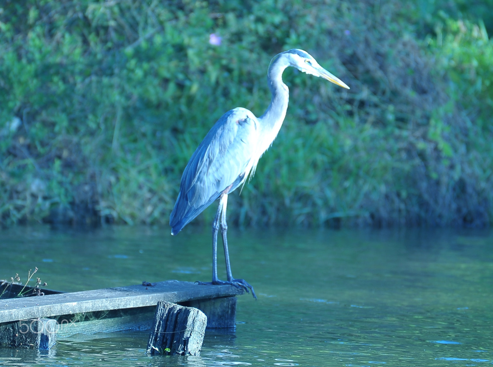 Nikon AF-S Nikkor 200-500mm F5.6E ED VR sample photo. Dsc photography