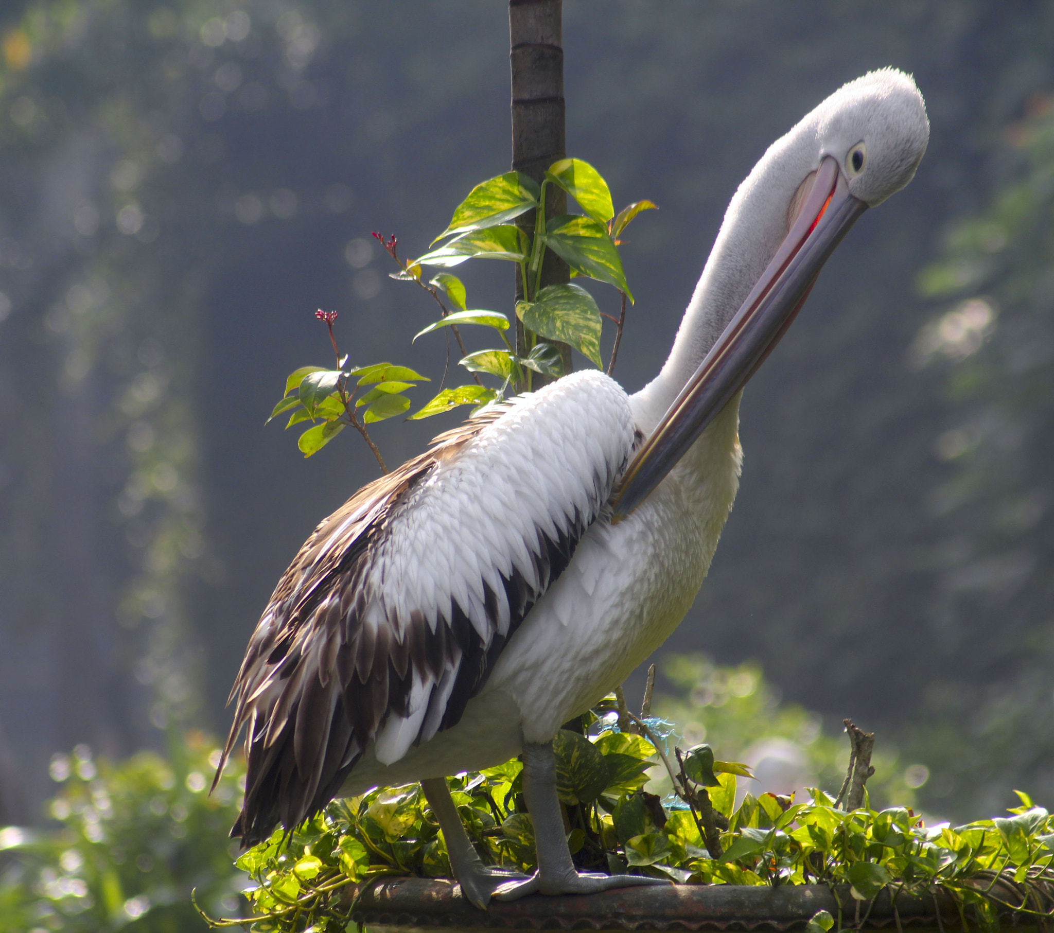 Canon EF 55-200mm F4.5-5.6 II USM sample photo. Pelican photography