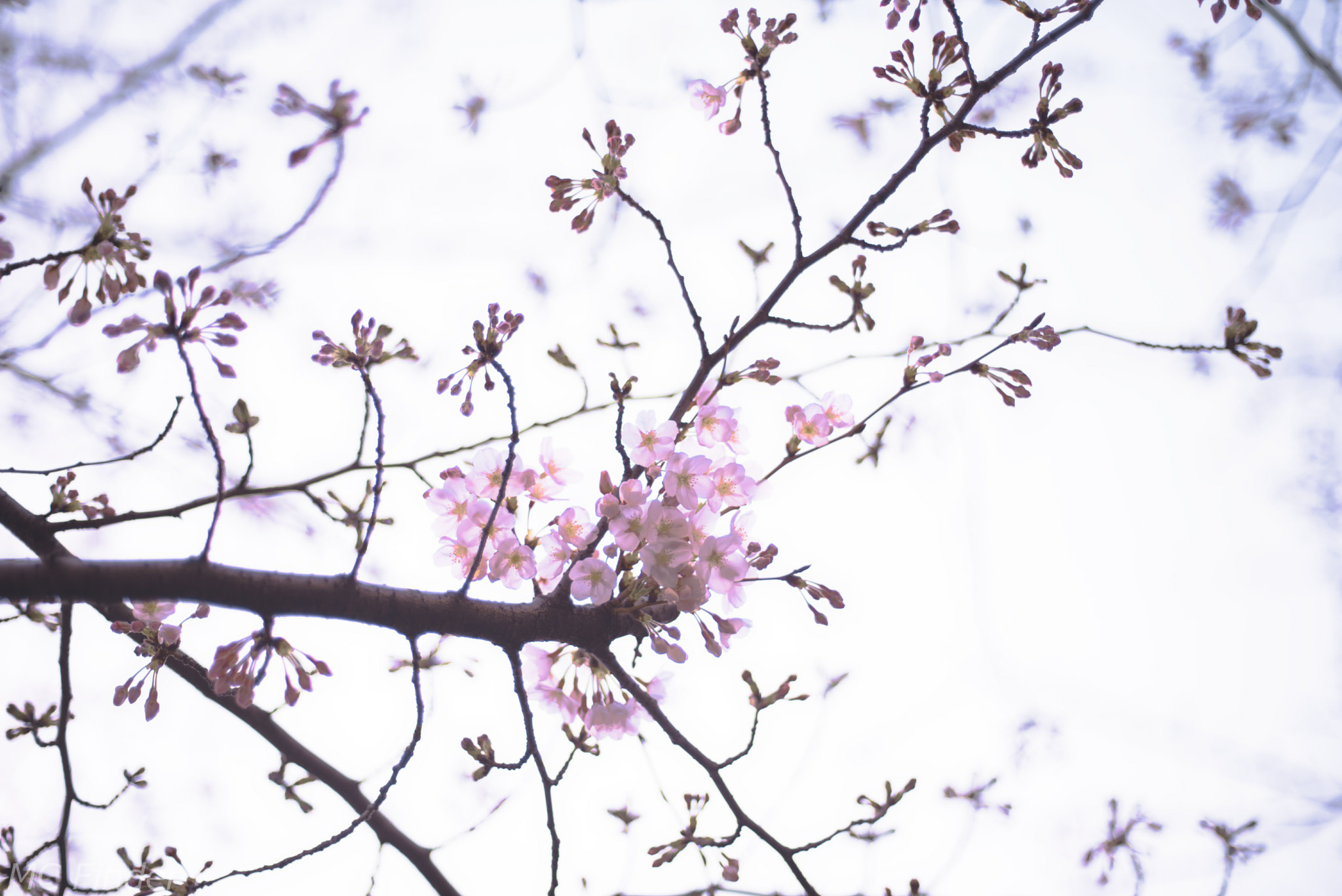 Voigtlander Nokton 58mm F1.4 SLII sample photo. Just started(sakura) photography