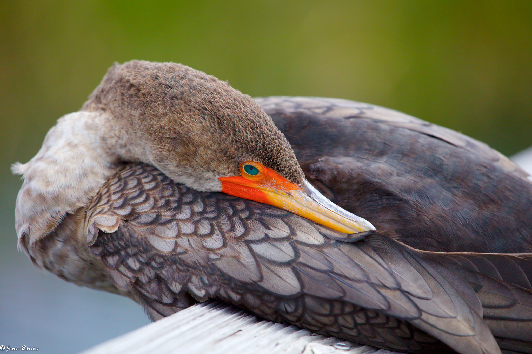 Canon EF 100-400mm F4.5-5.6L IS USM sample photo. Double crested cormorant photography