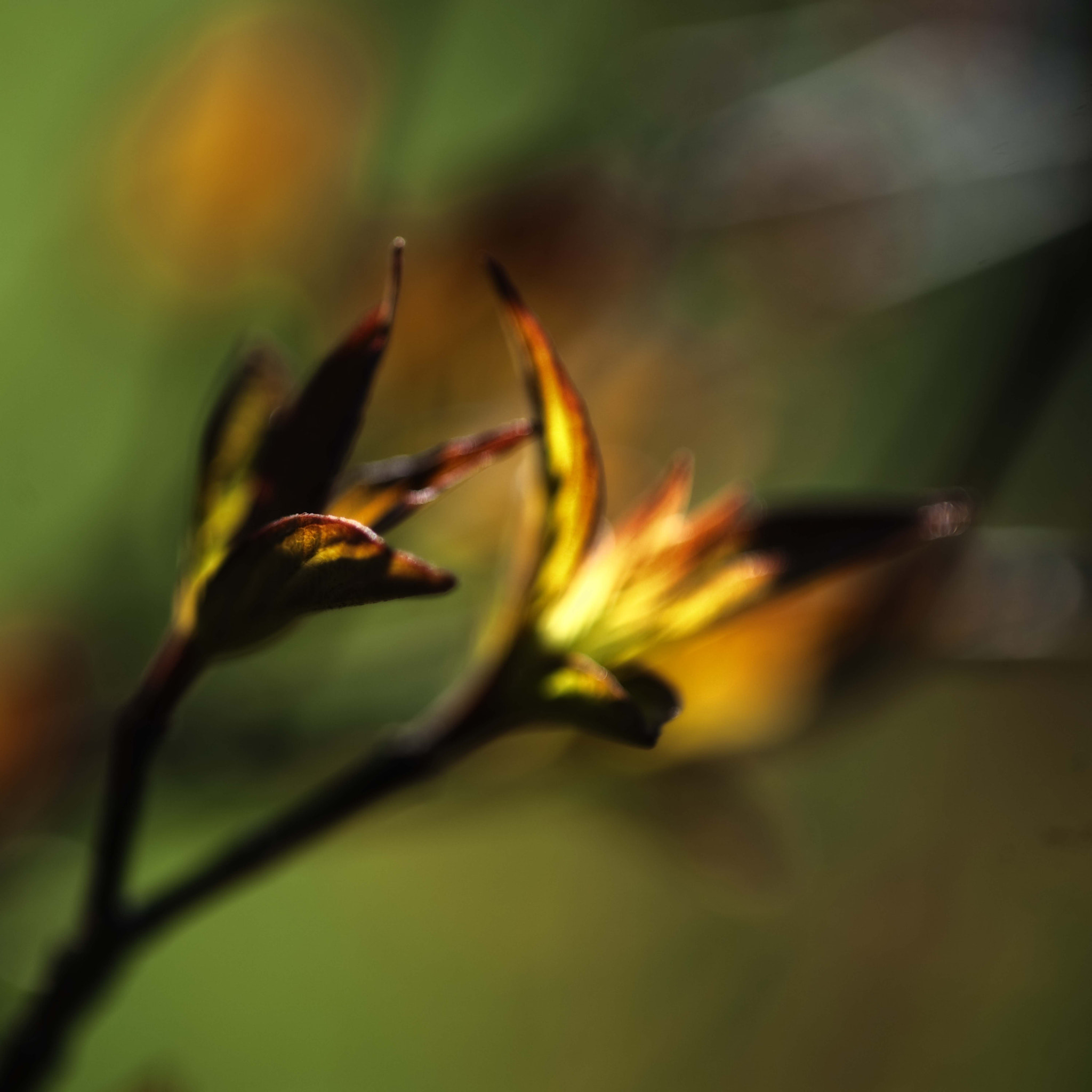 Nikon AF-S Micro-Nikkor 105mm F2.8G IF-ED VR sample photo. Voices of light8 photography