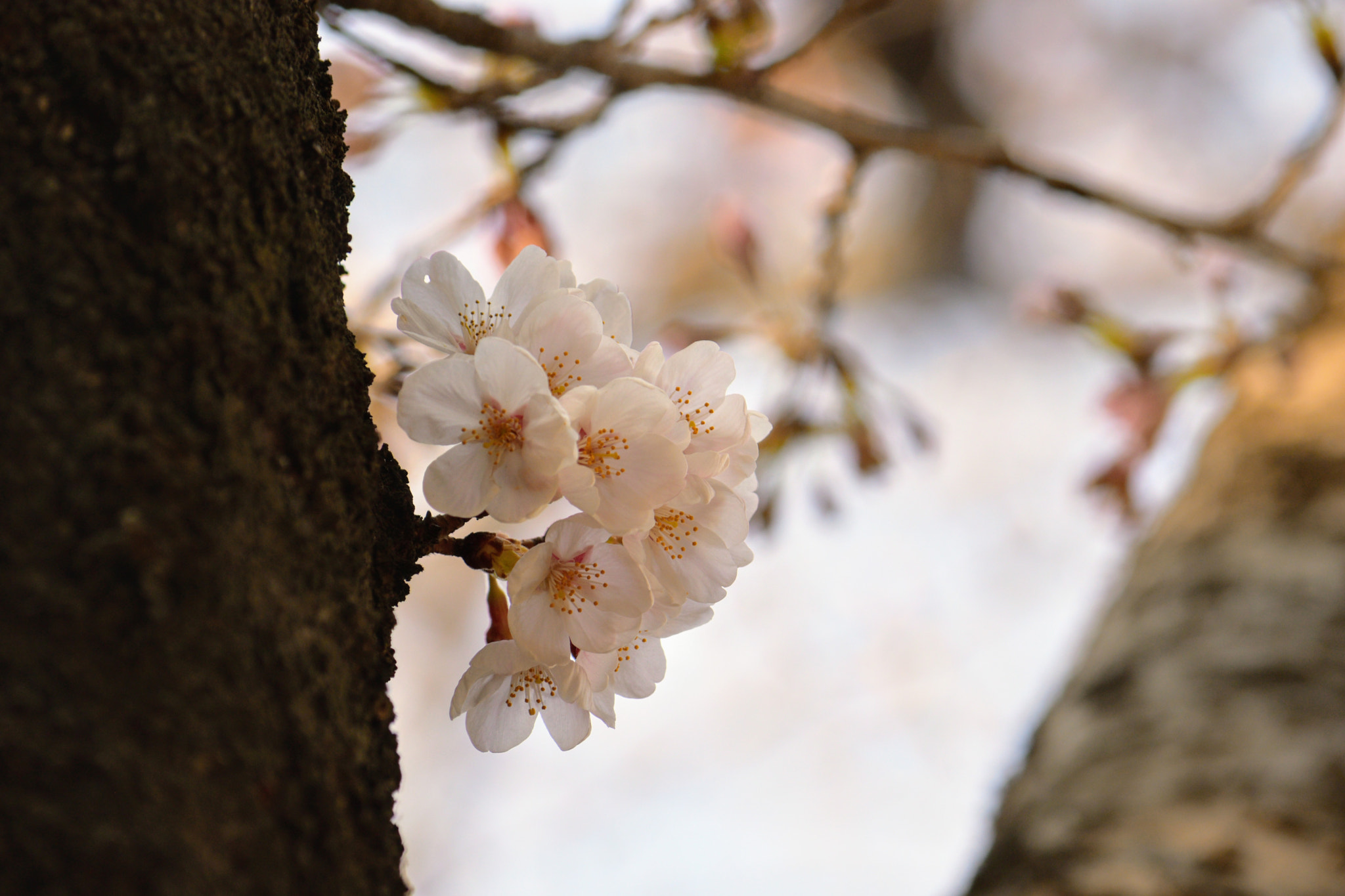 Nikon D5500 sample photo