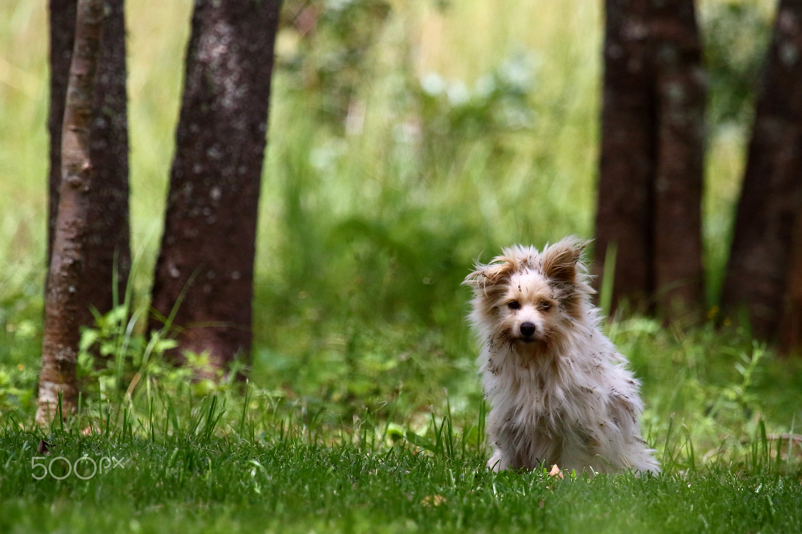 Canon EOS 700D (EOS Rebel T5i / EOS Kiss X7i) + Canon EF 100-400mm F4.5-5.6L IS USM sample photo. Jacked up photography