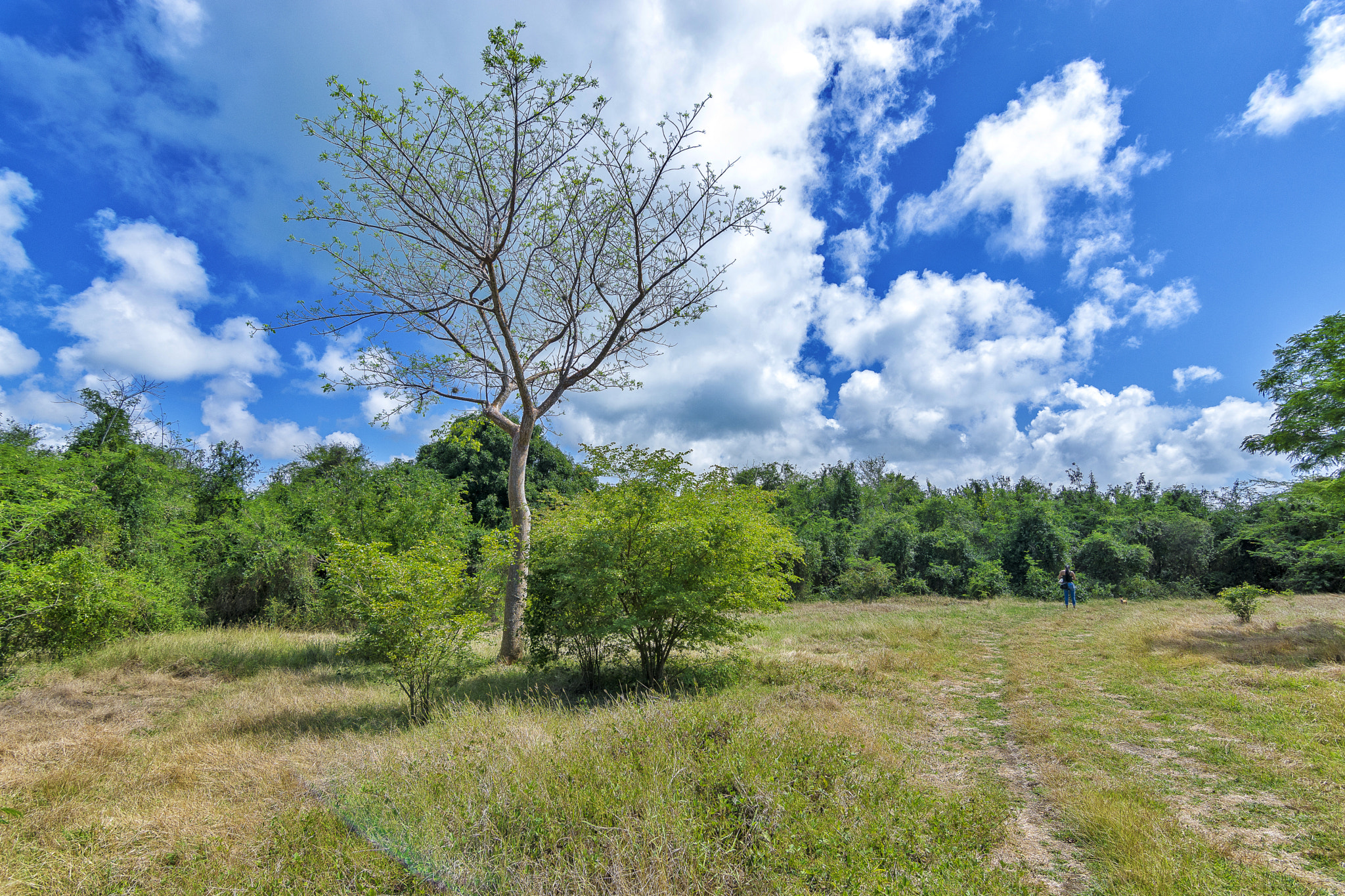 Nikon D7100 sample photo. Tall photography
