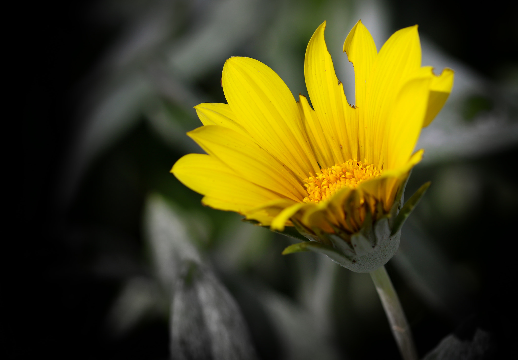 Sigma 105mm F2.8 EX DG OS HSM sample photo. Jagged yellow photography