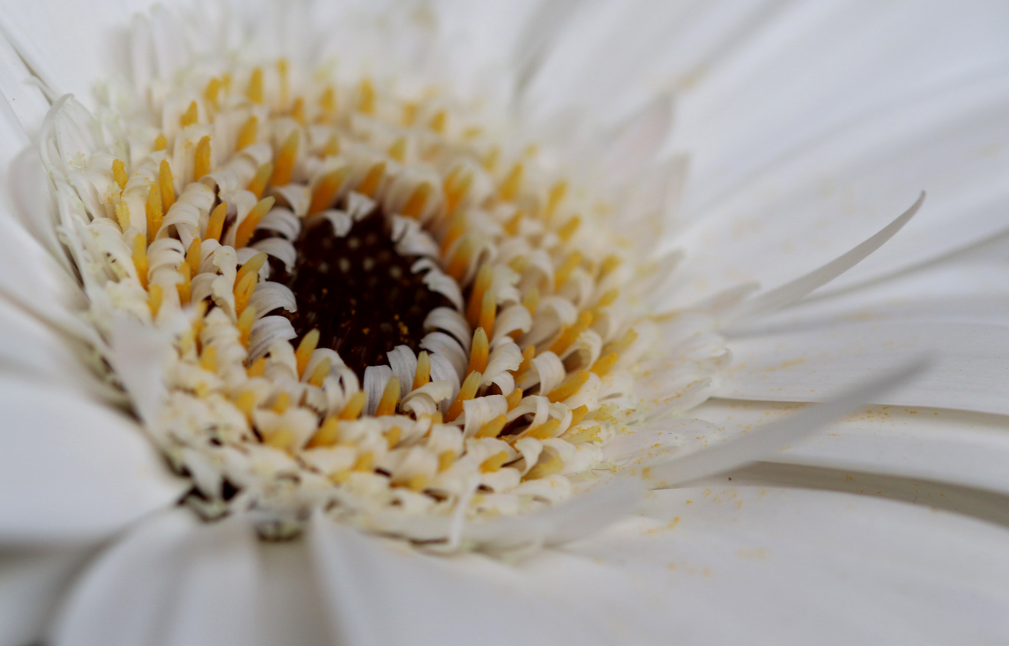 Sigma 105mm F2.8 EX DG OS HSM sample photo. White closeup photography