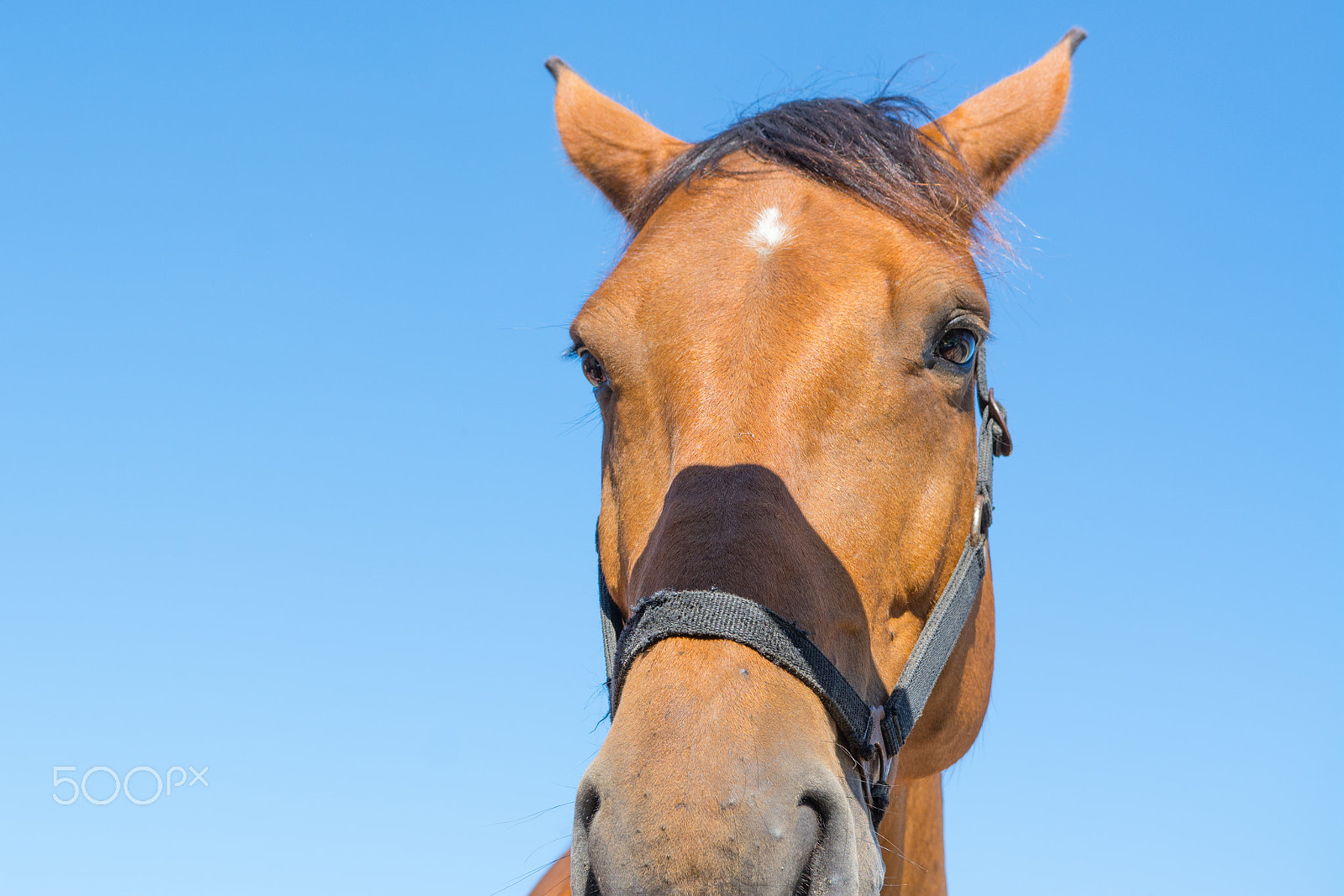 Nikon D7100 + Sigma 18-35mm F1.8 DC HSM Art sample photo. Sunny horse photography